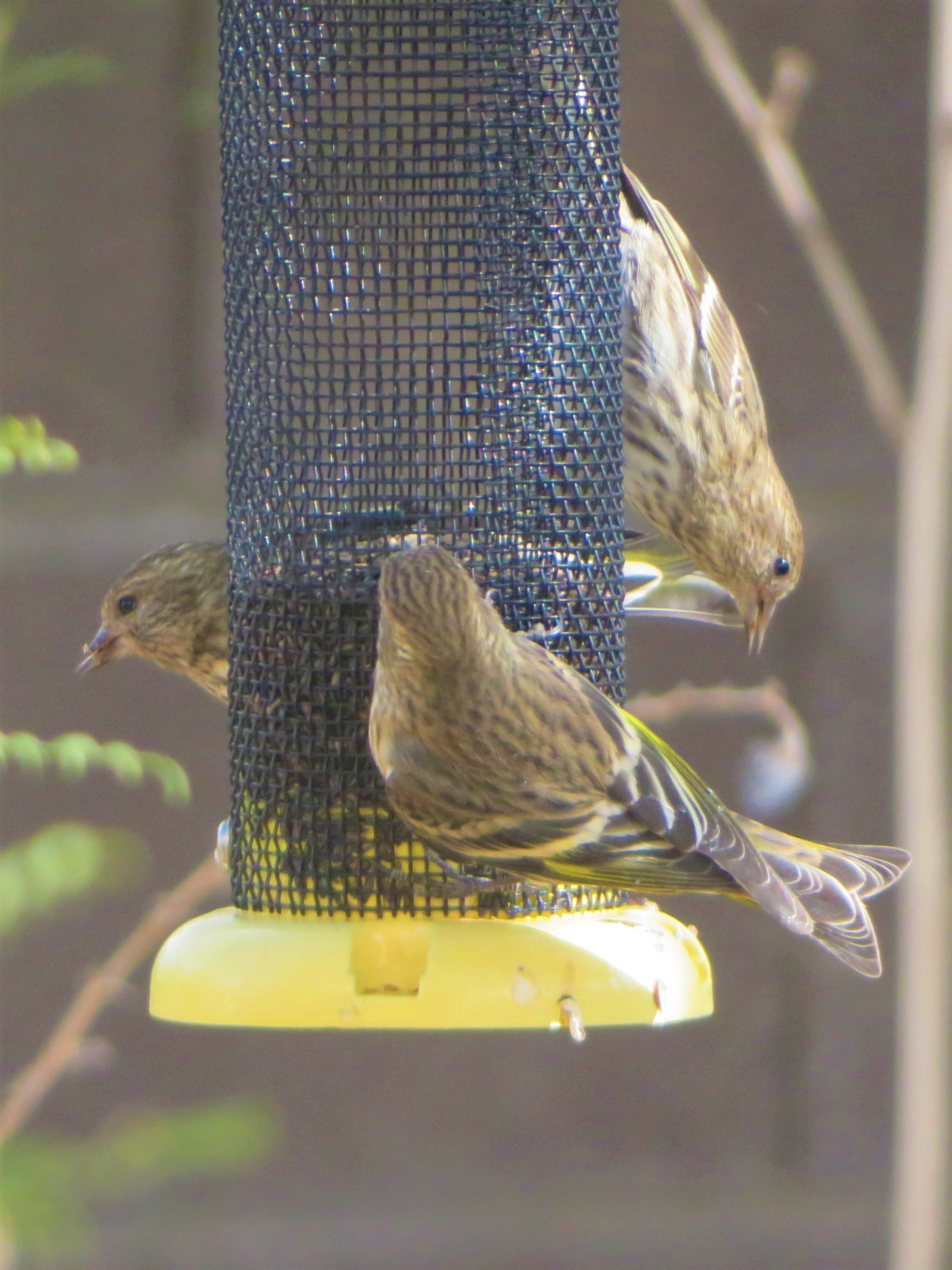 Additional Image 2