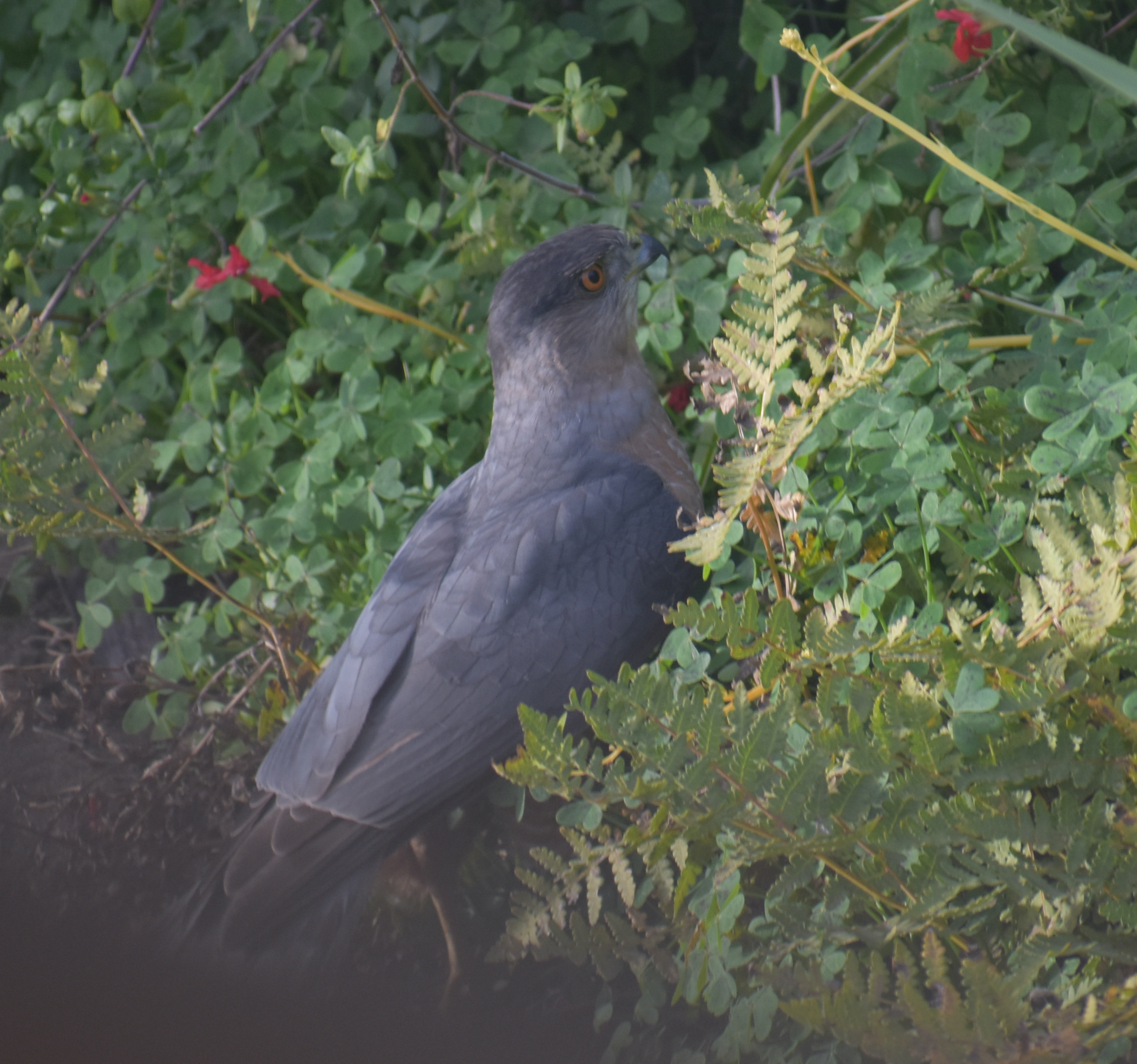 Additional Image 2