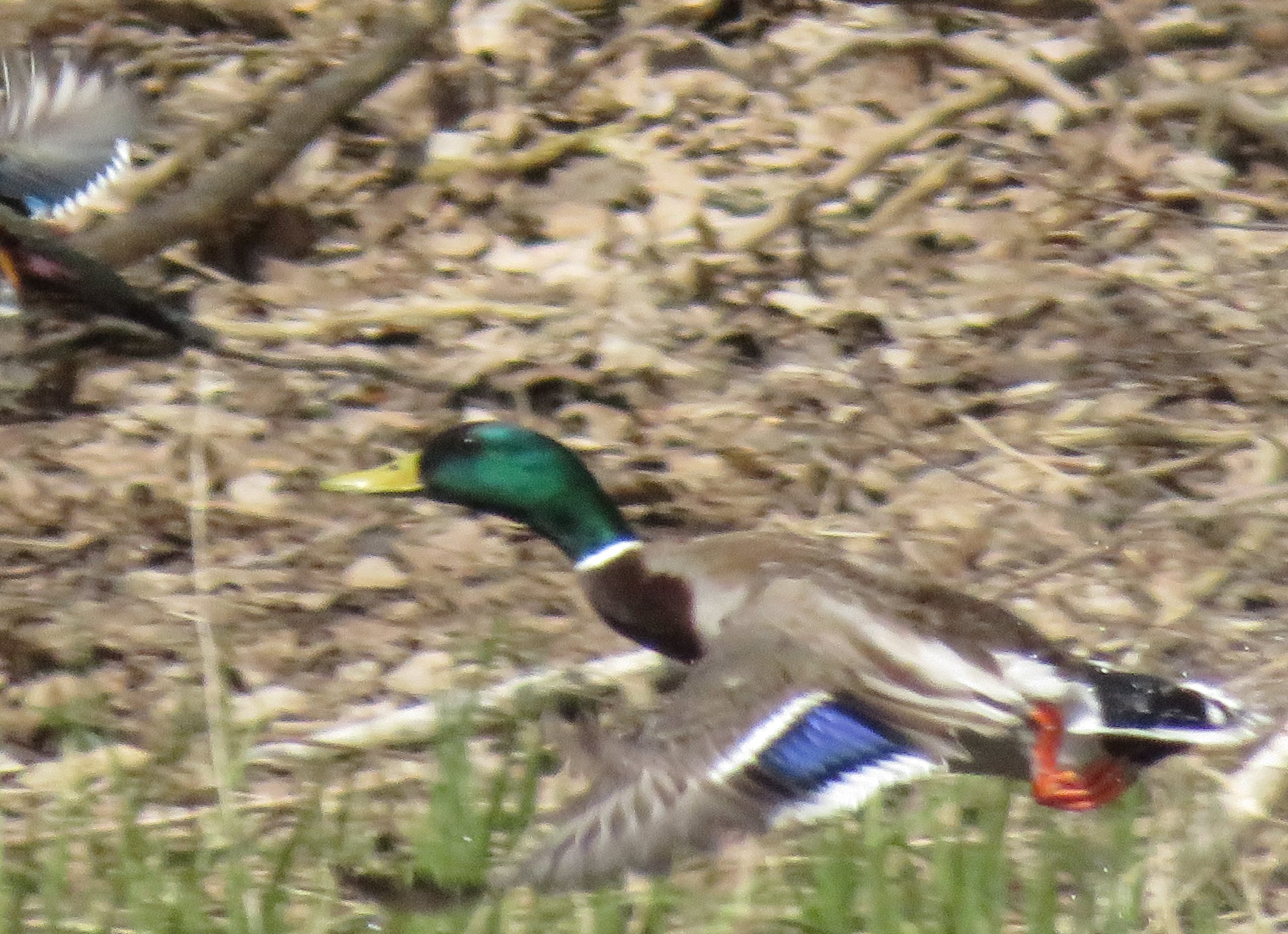 Additional Image 2