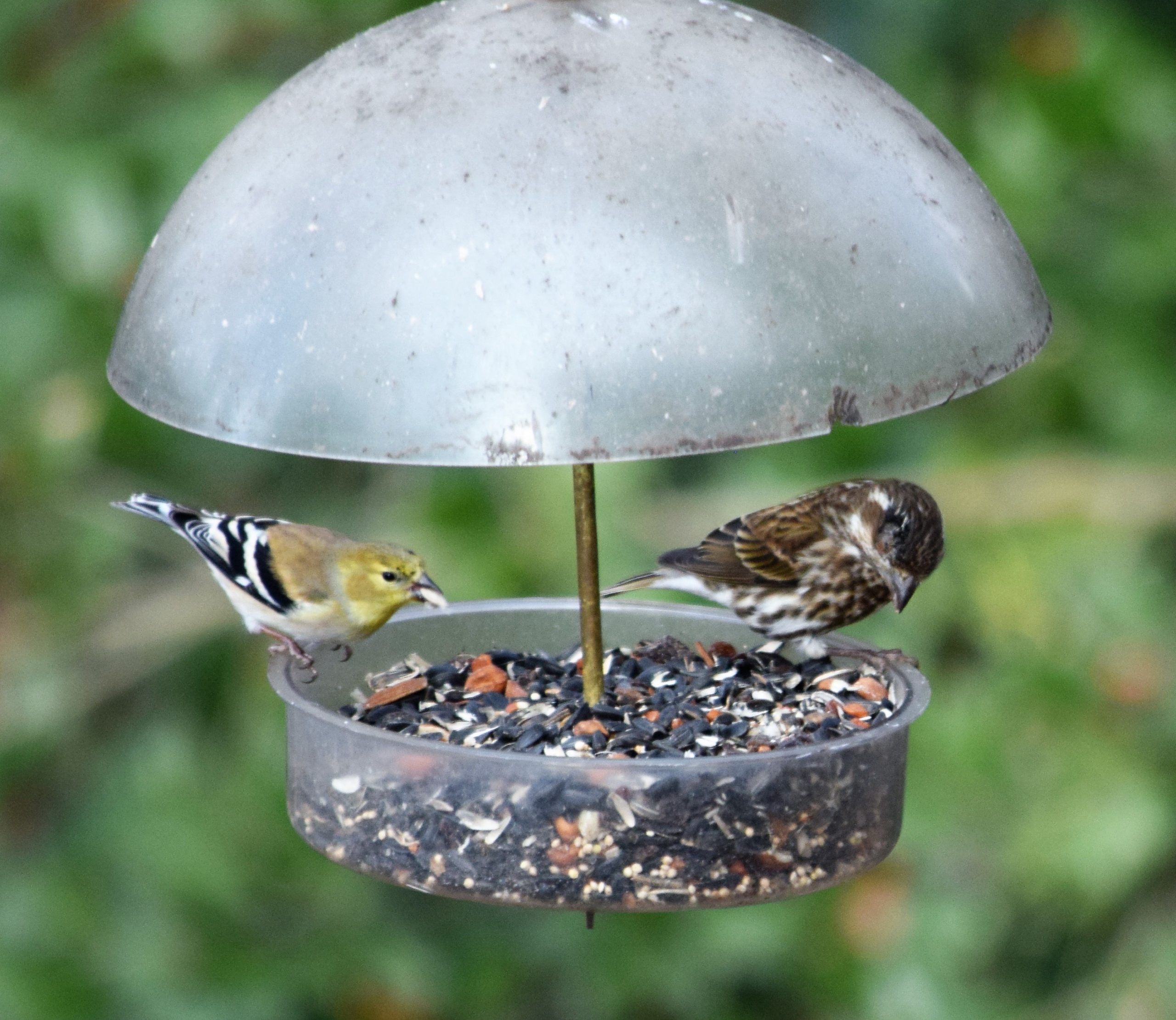 Featured Image