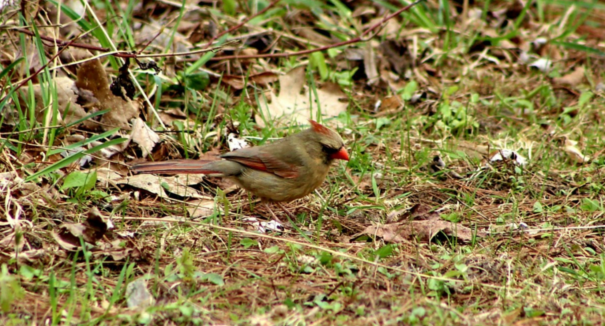 Featured Image
