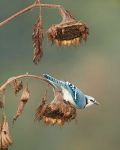 a Blue Jay perched on one of two dead sunflower heads