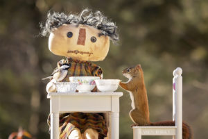 A Black-capped Chickadee and Red Squirrel meet at a miniature table set with teacups full of birdseed