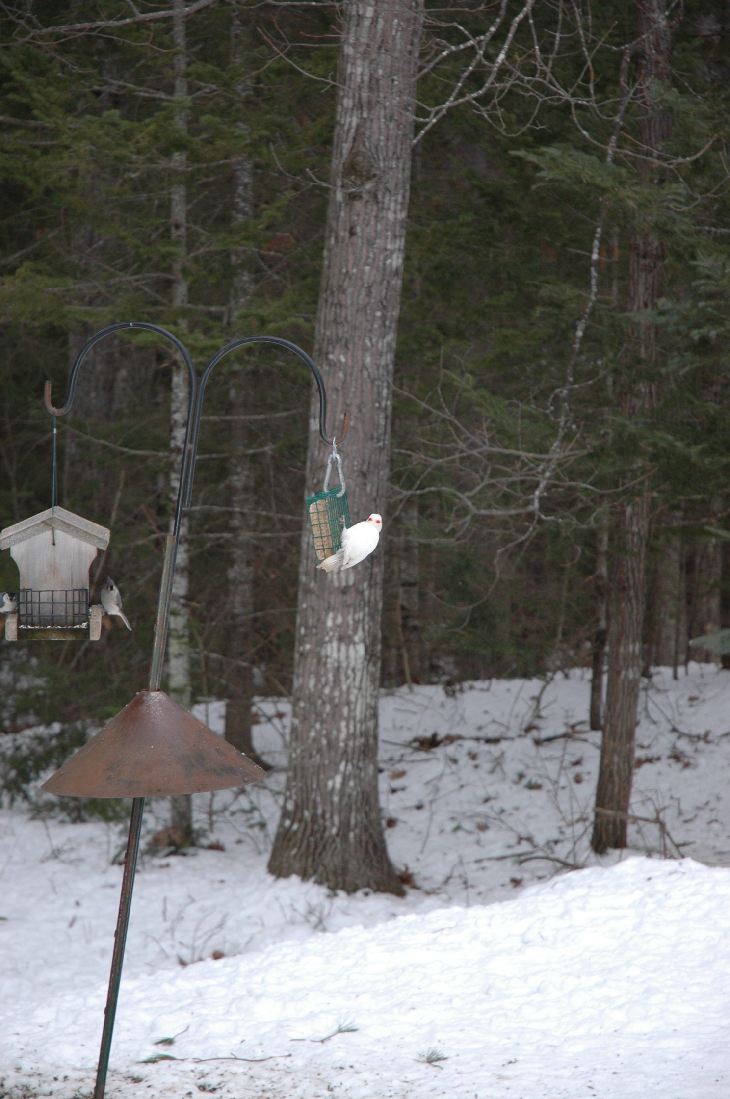Additional Image 3