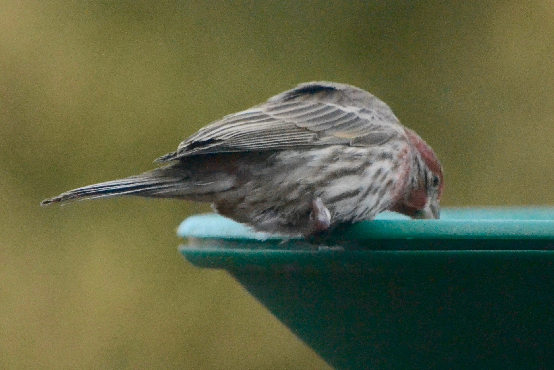 Additional Image 2