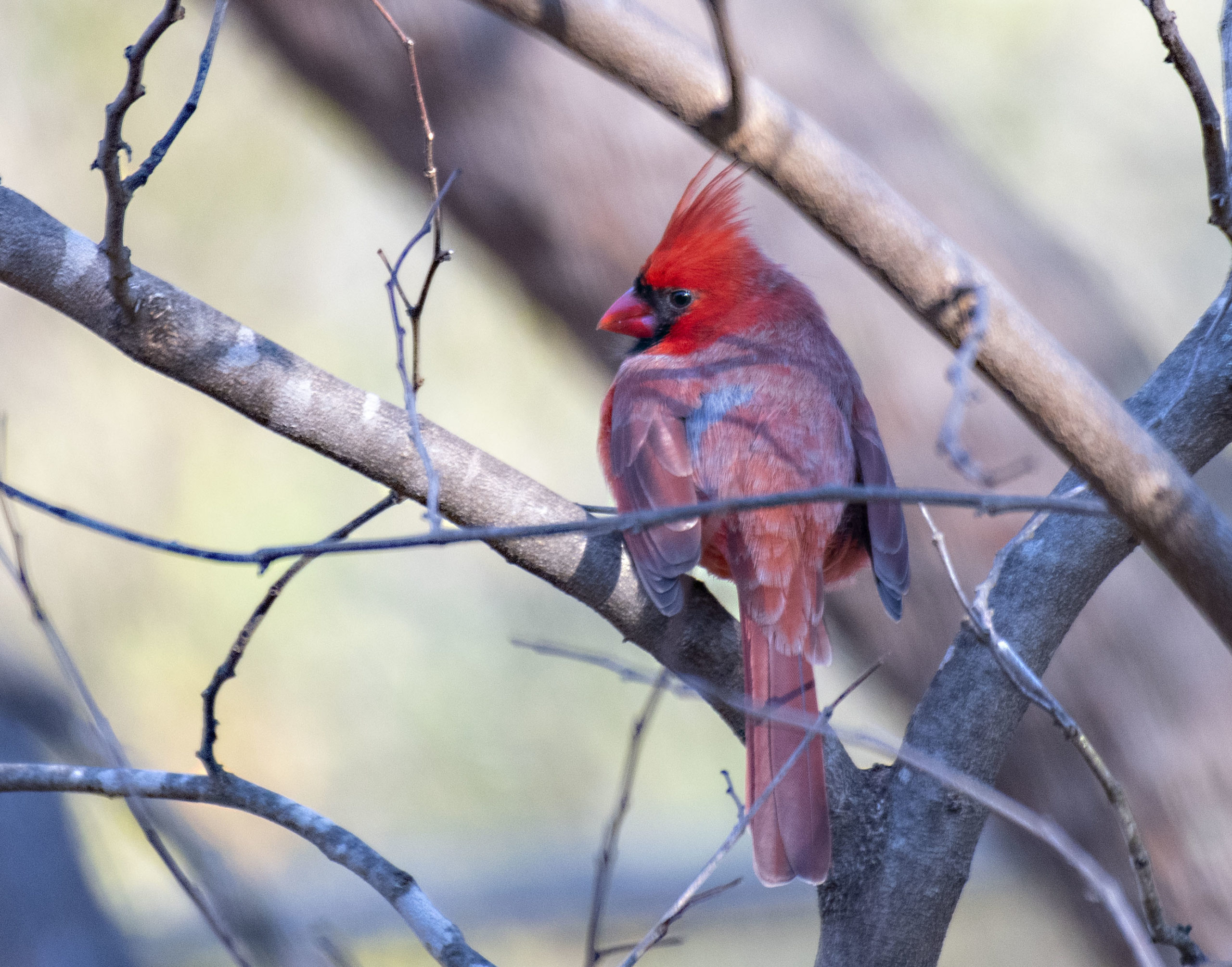 Male Northern Cardinal in the morning sun. - Project FeederWatch