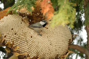 a mountain chickadee feeding from a giant sunflower head.
