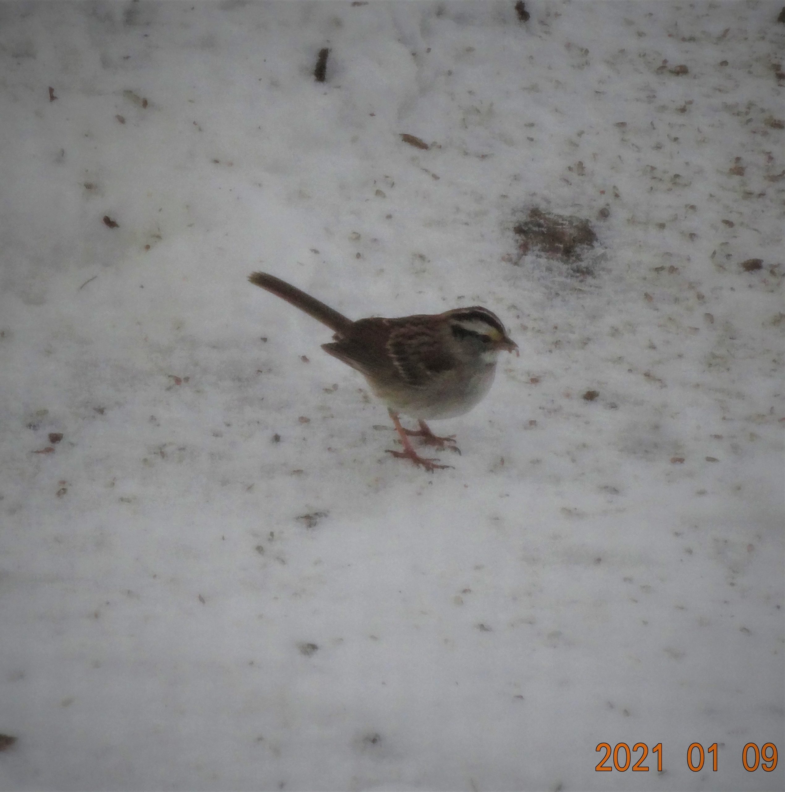 Additional Image 2