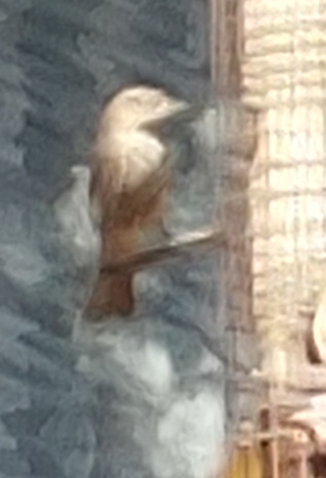 Additional Image 3