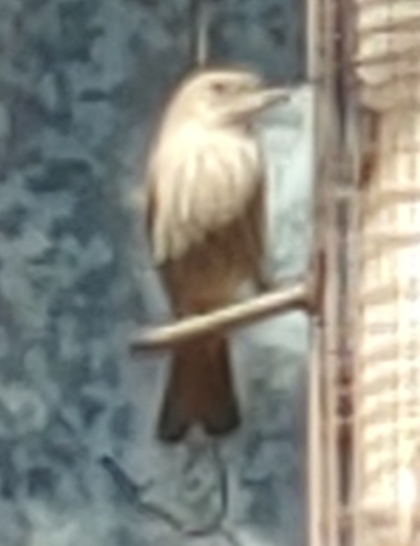 Additional Image 2