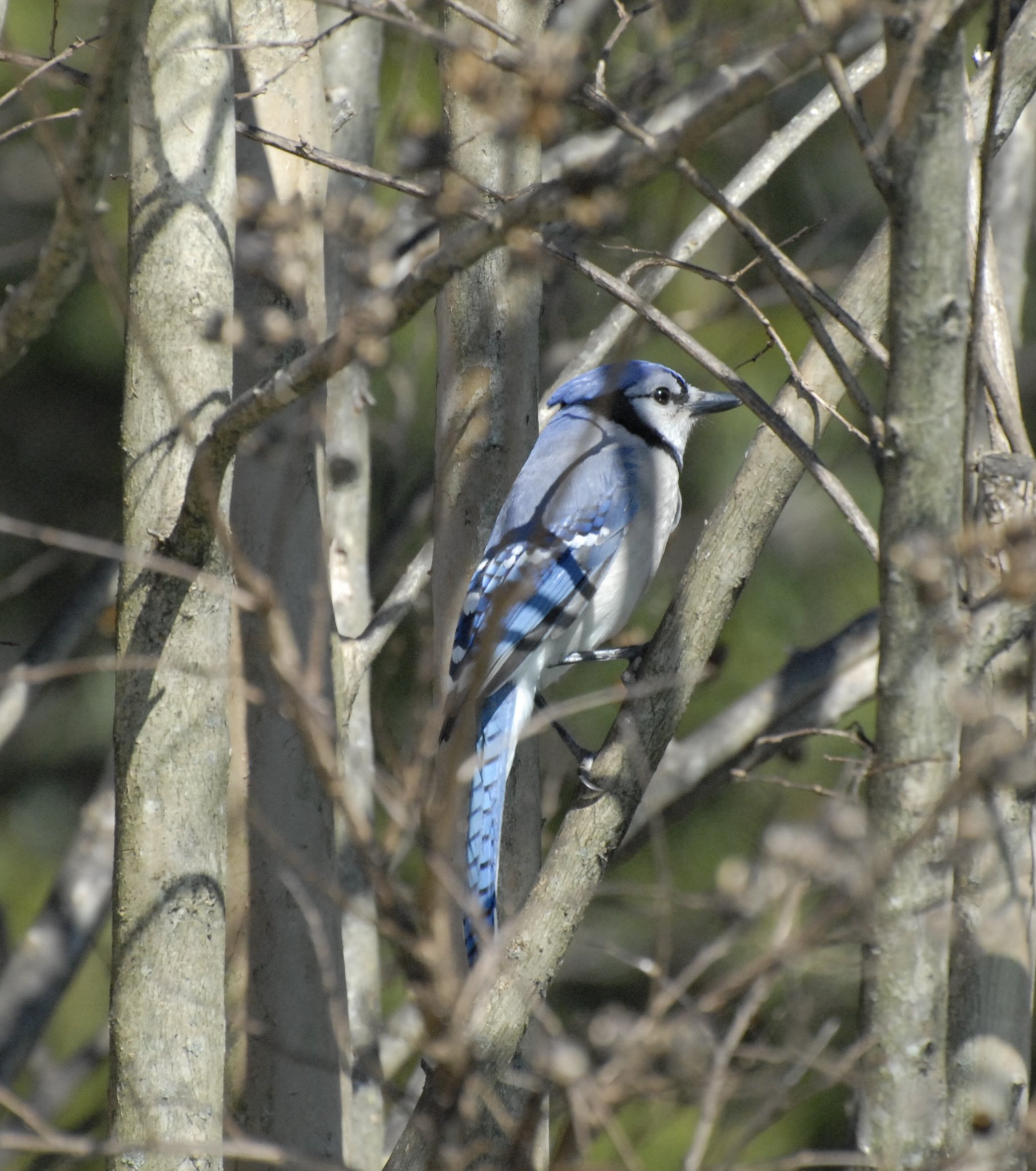 Additional Image 4