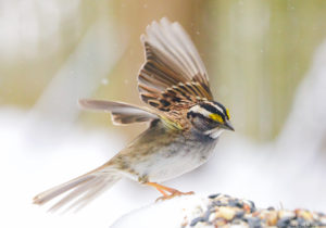 a white-throated sparrow alights on a porch railing scattered with seed, wings outstretched