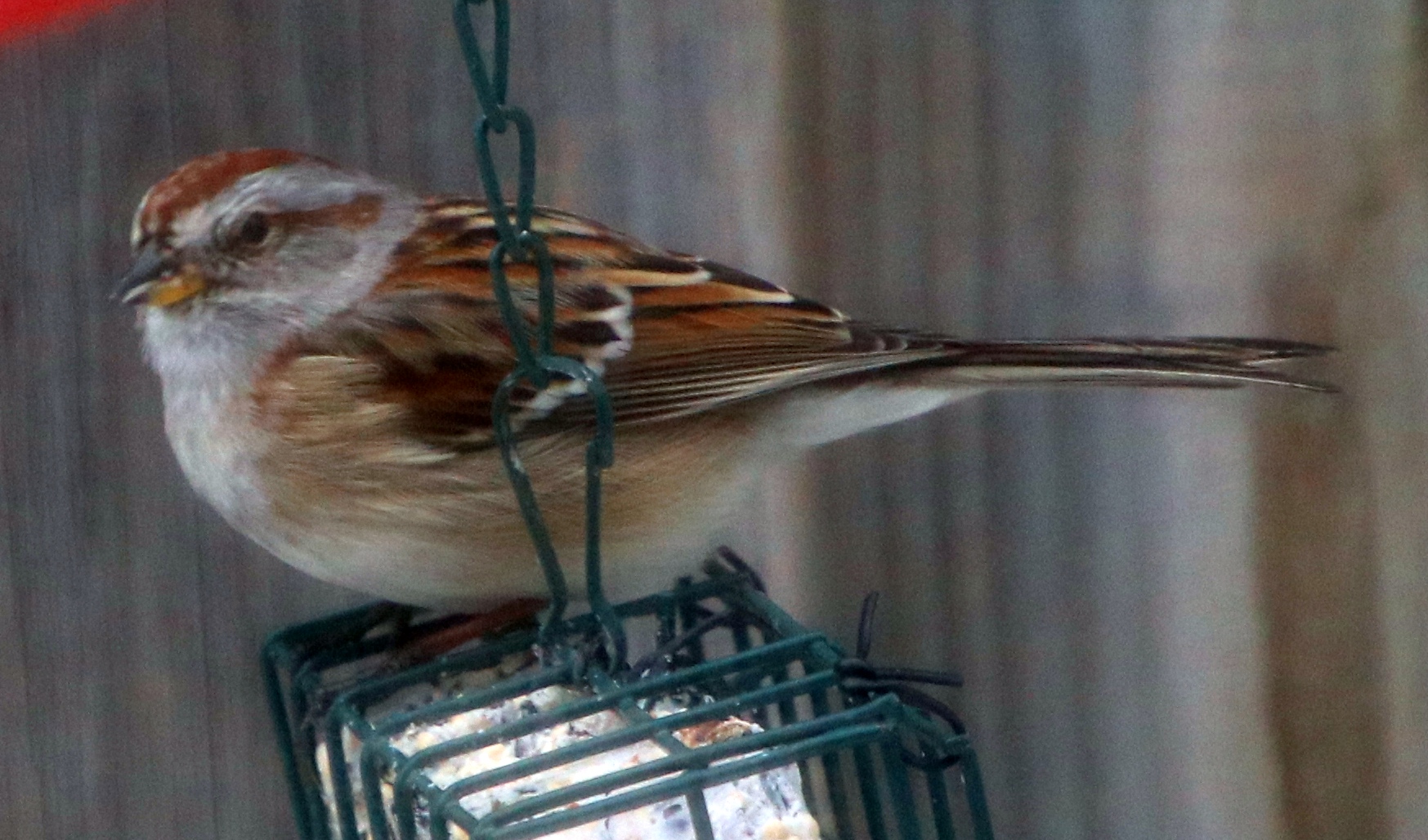 Additional Image 2