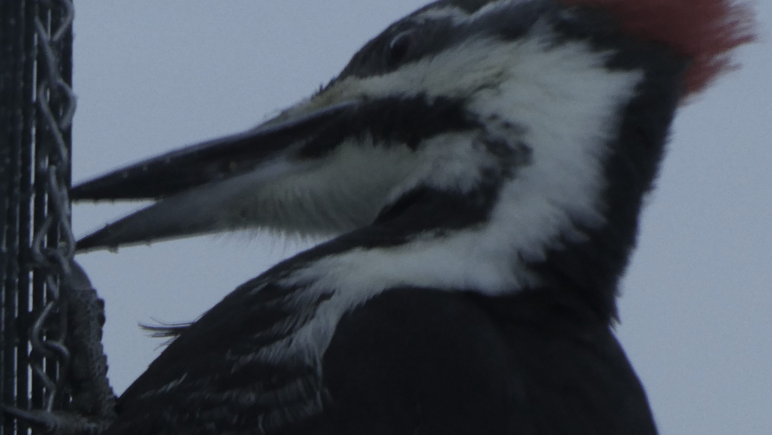 Additional Image 2