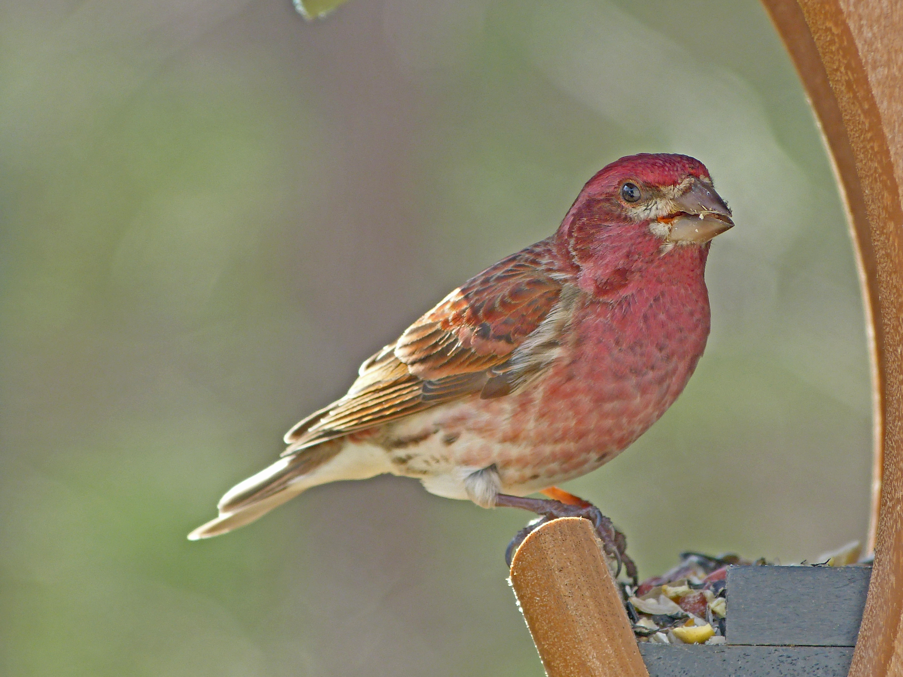 Featured Image