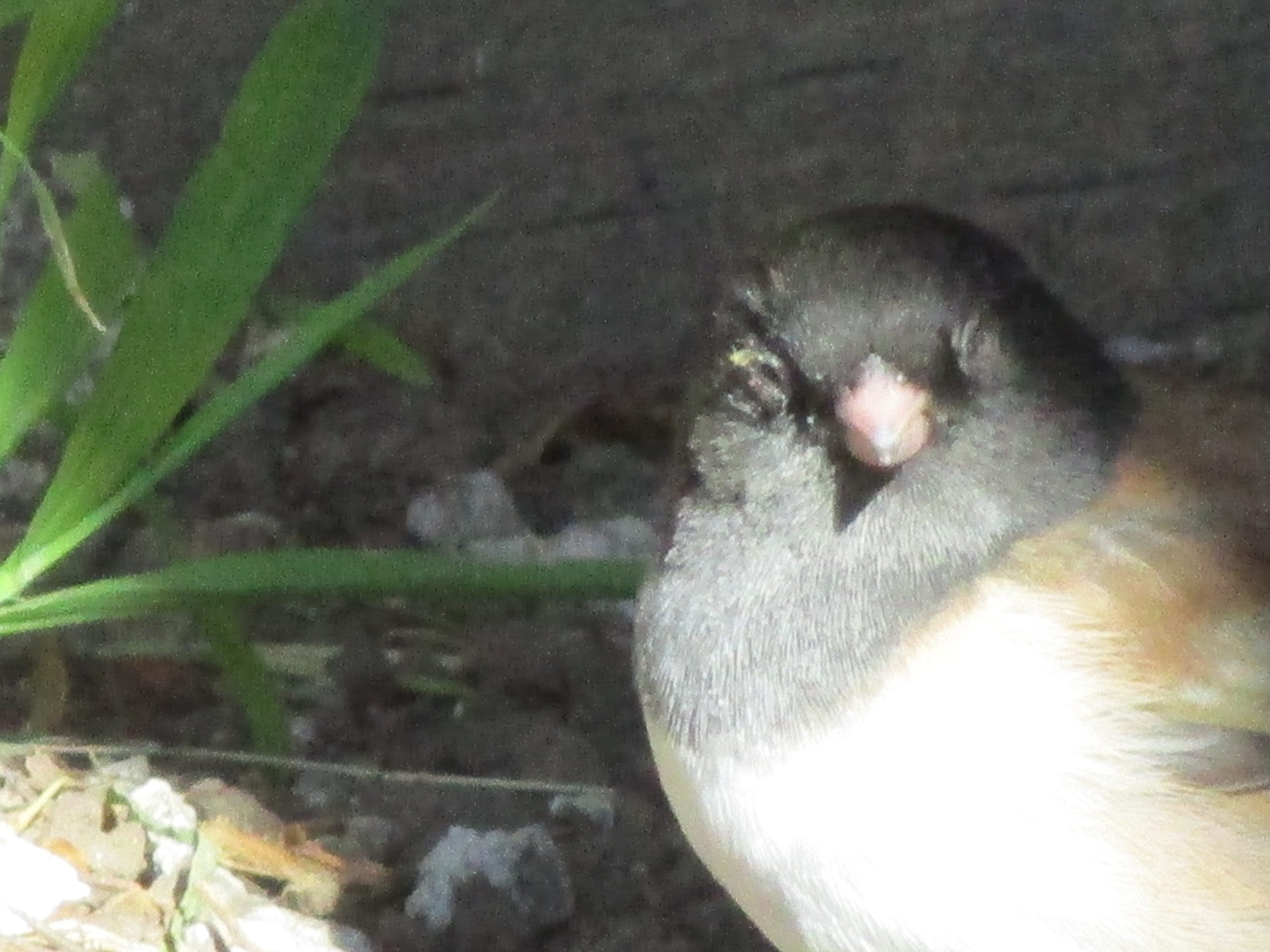 Additional Image 2