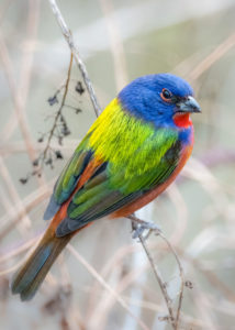 a male Painted Bunting perched on a small branch