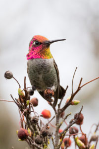 an Anna's Hummingbird perched on a small branch