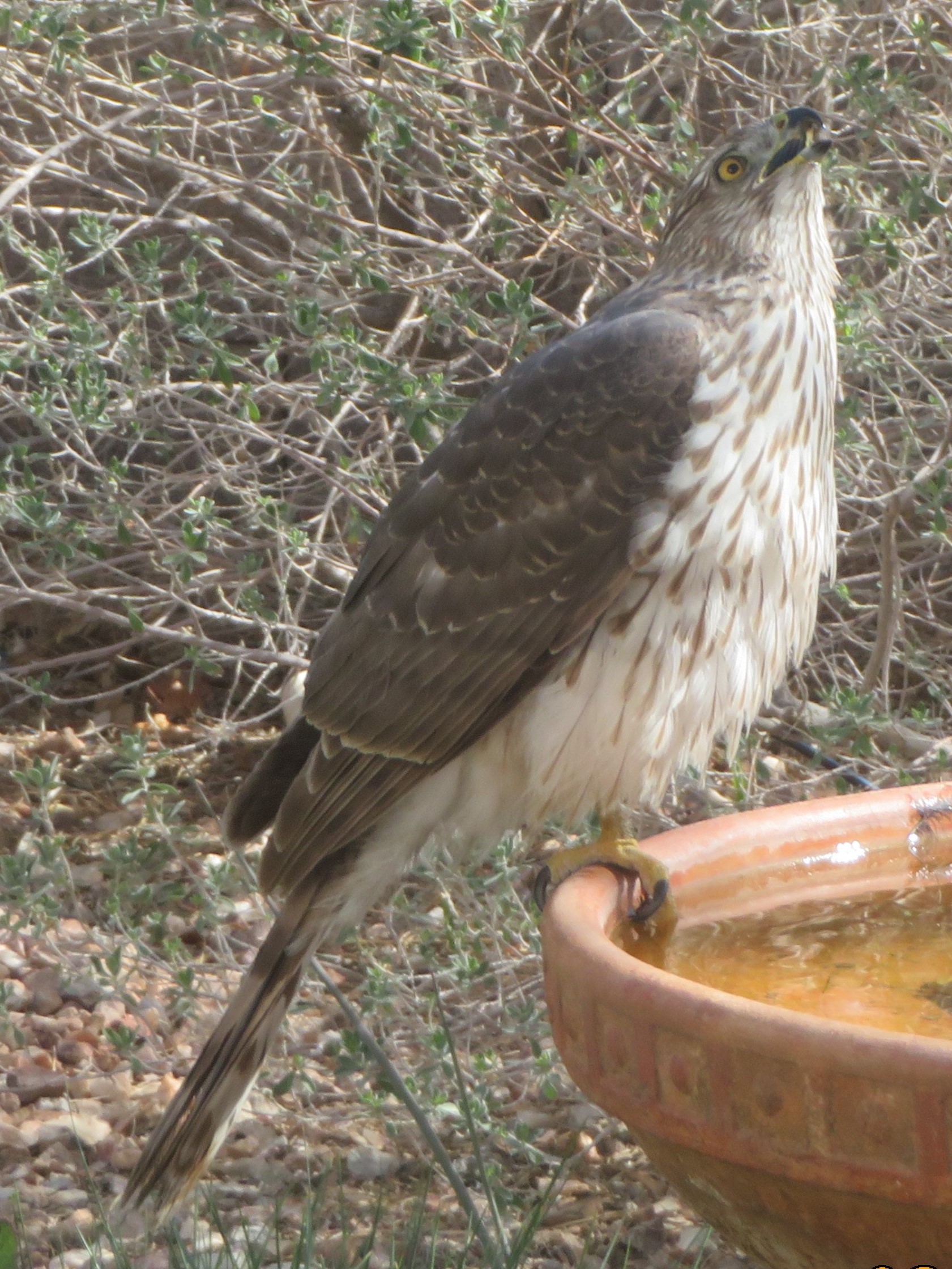 Additional Image 2