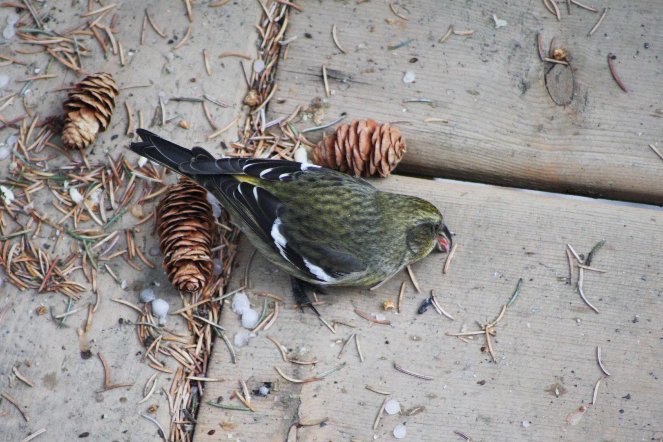 Additional Image 2