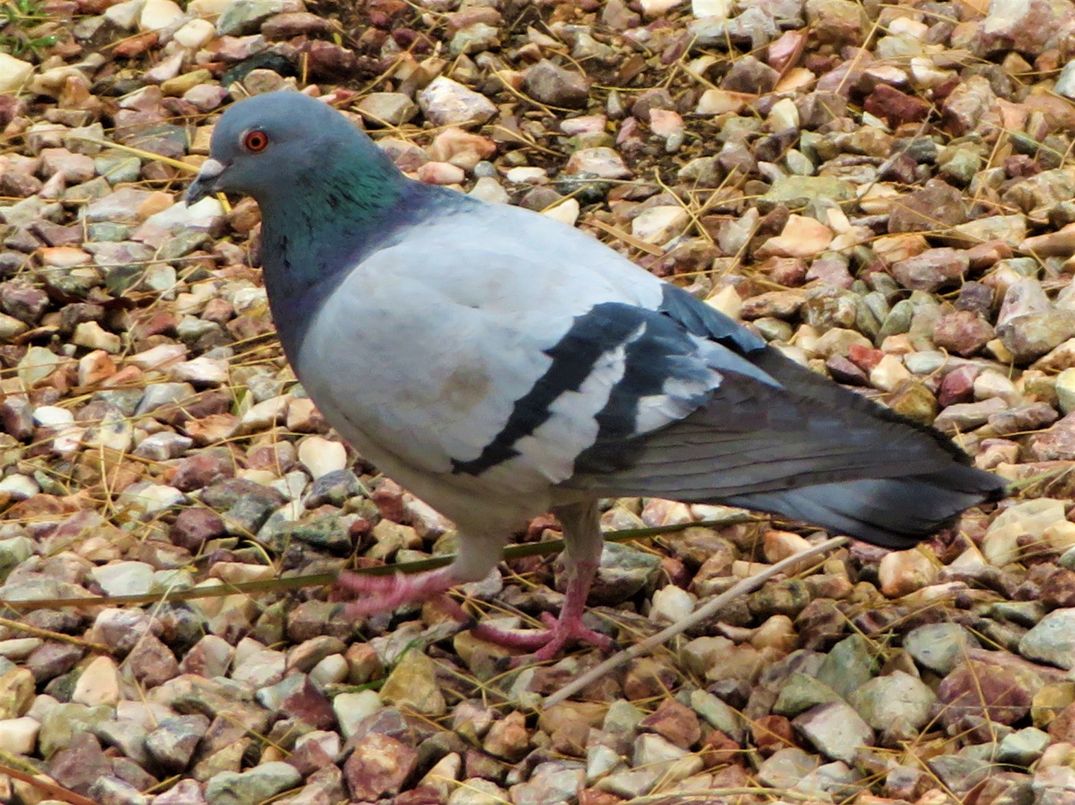 Featured Image
