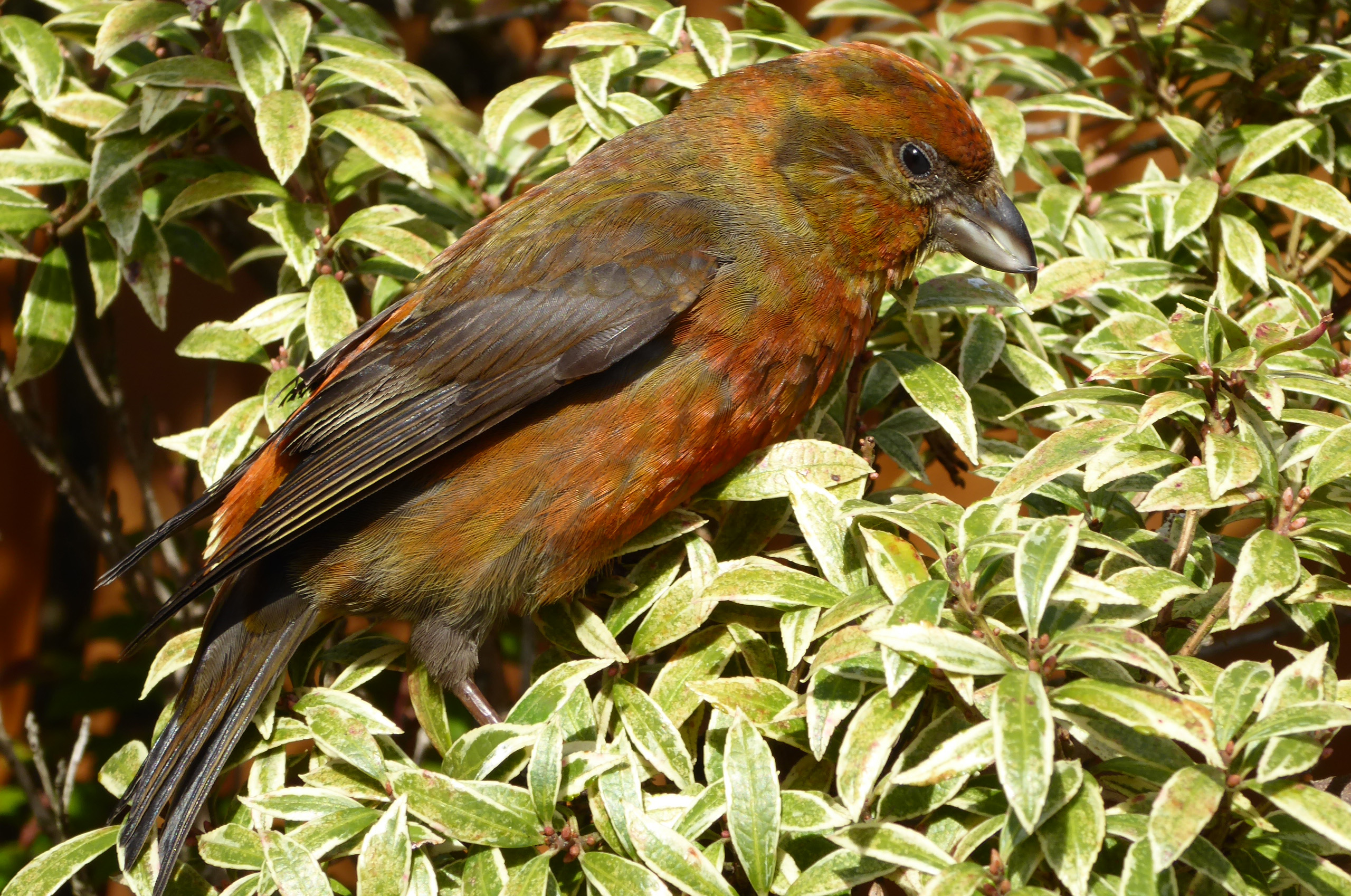 Featured Image