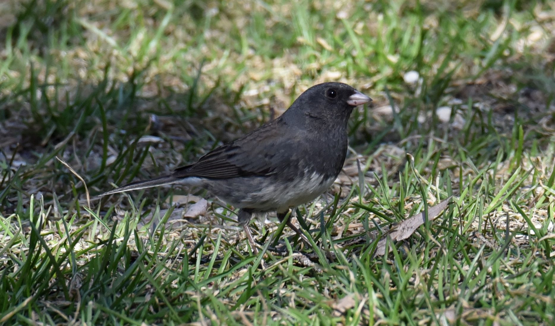 Additional Image 4