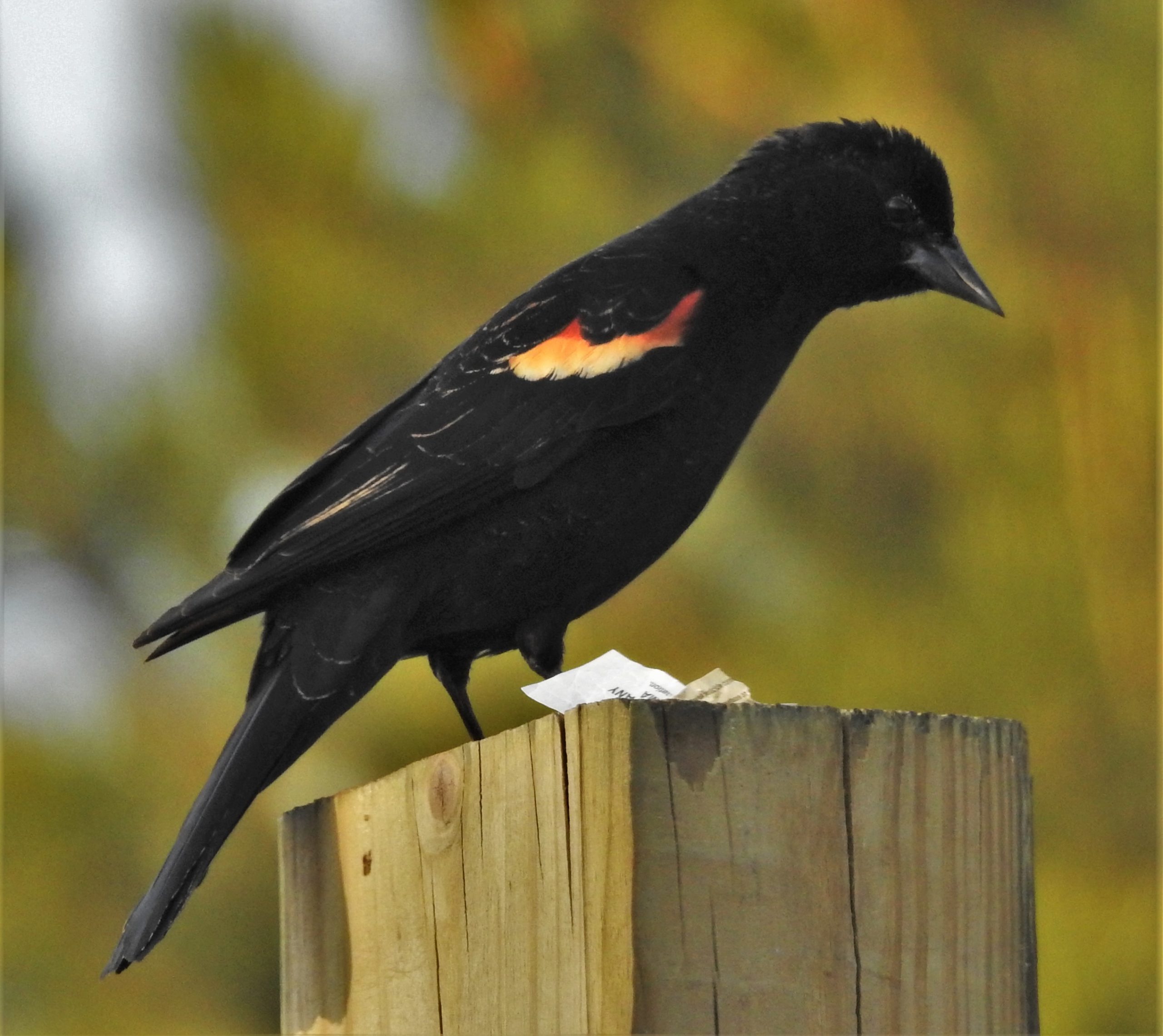 Featured Image