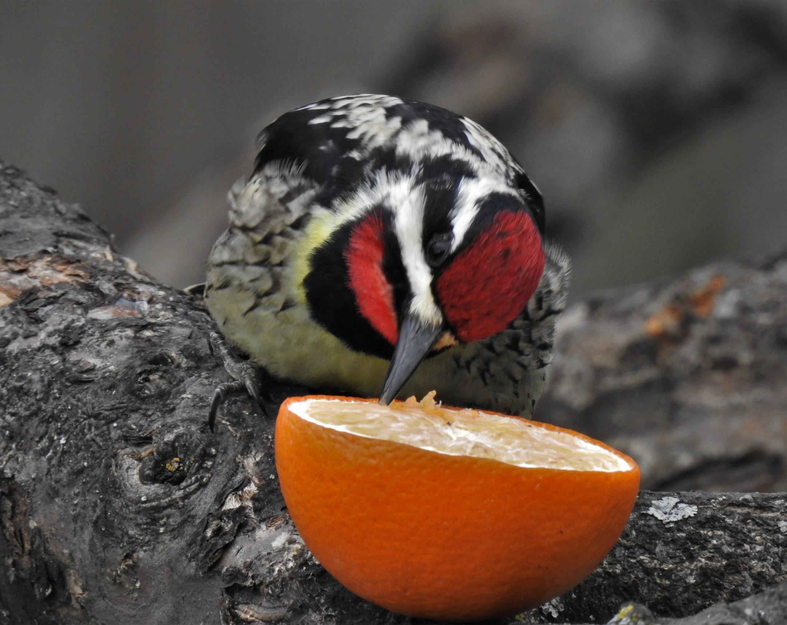 Featured Image