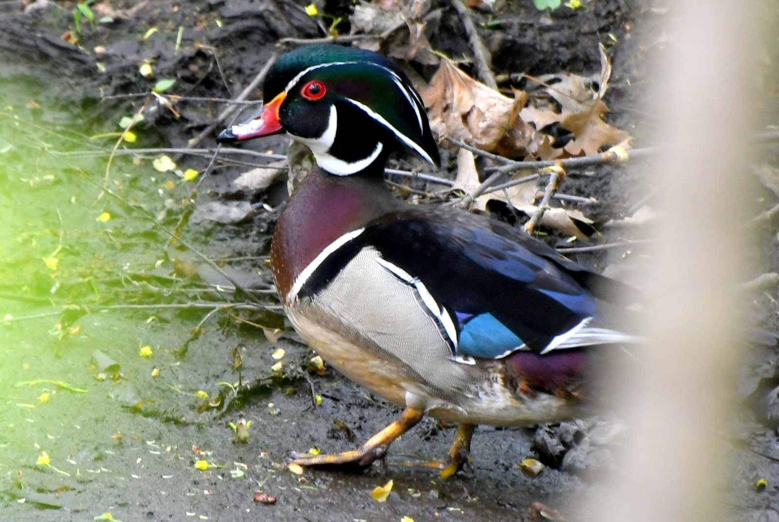 Additional Image 2