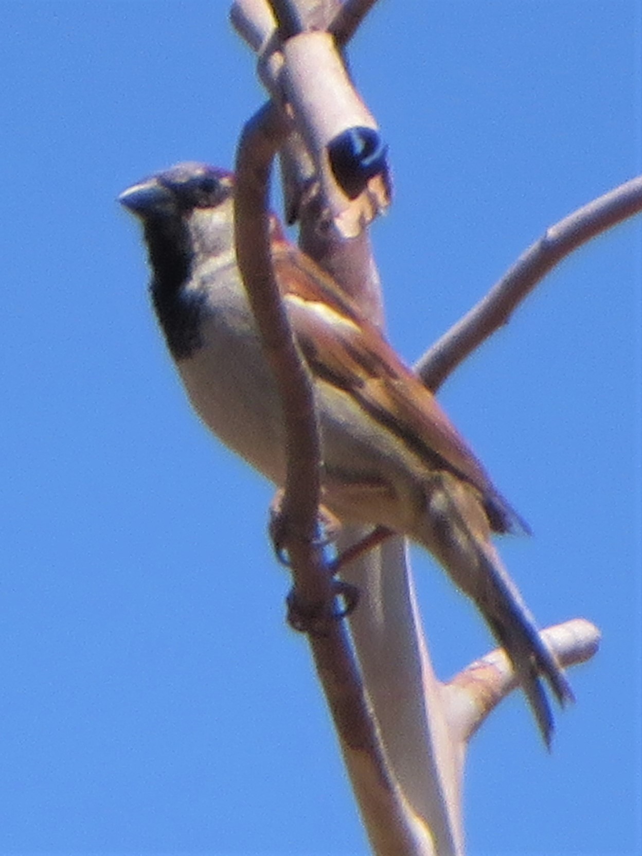 Additional Image 2