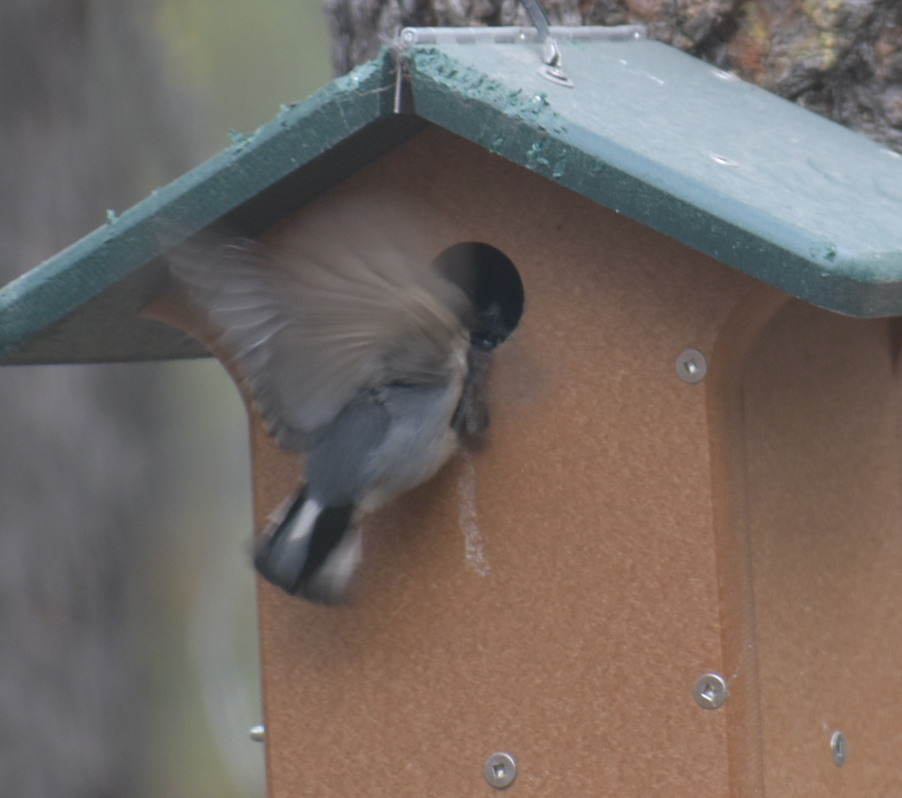 Additional Image 3