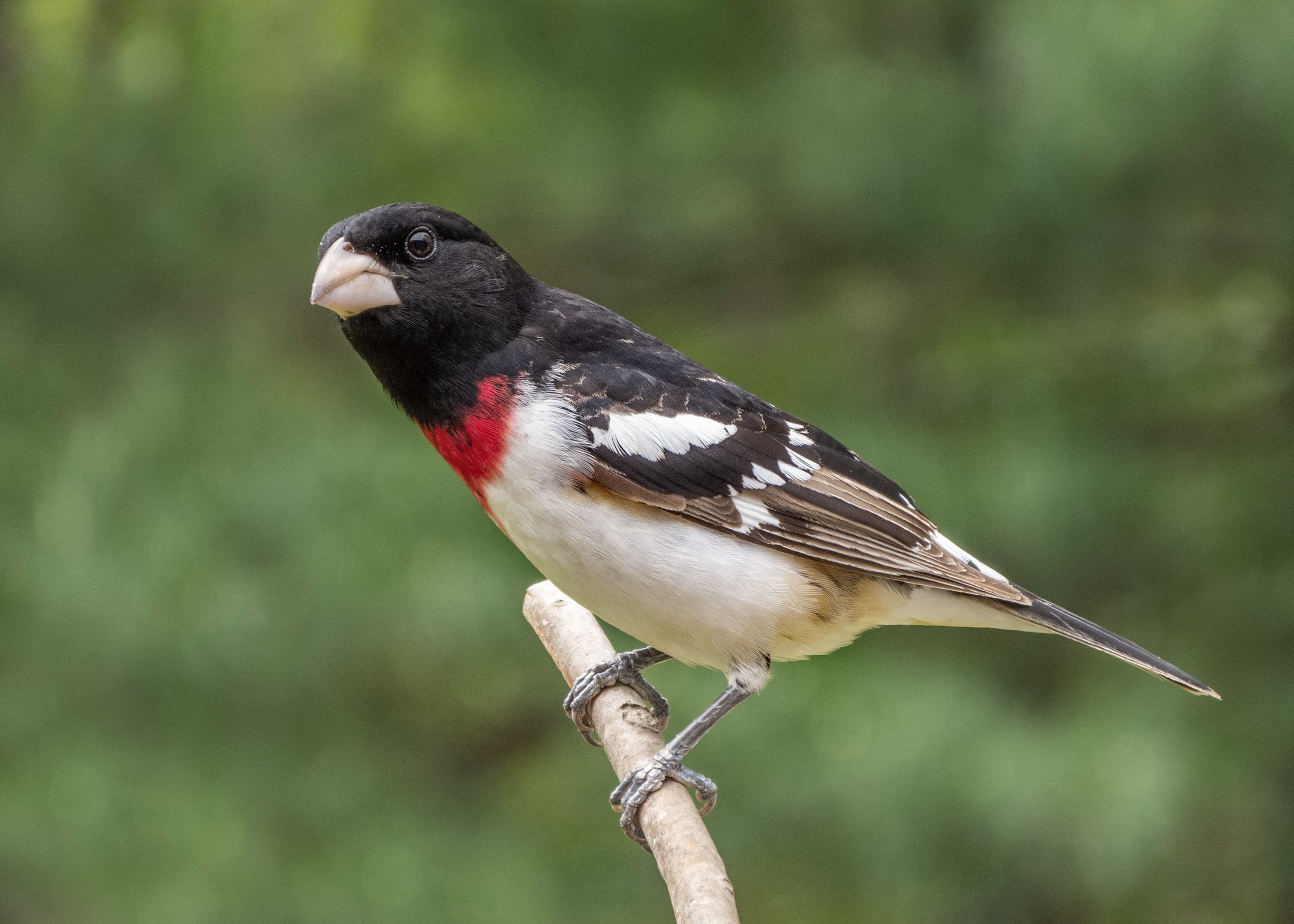 Featured Image