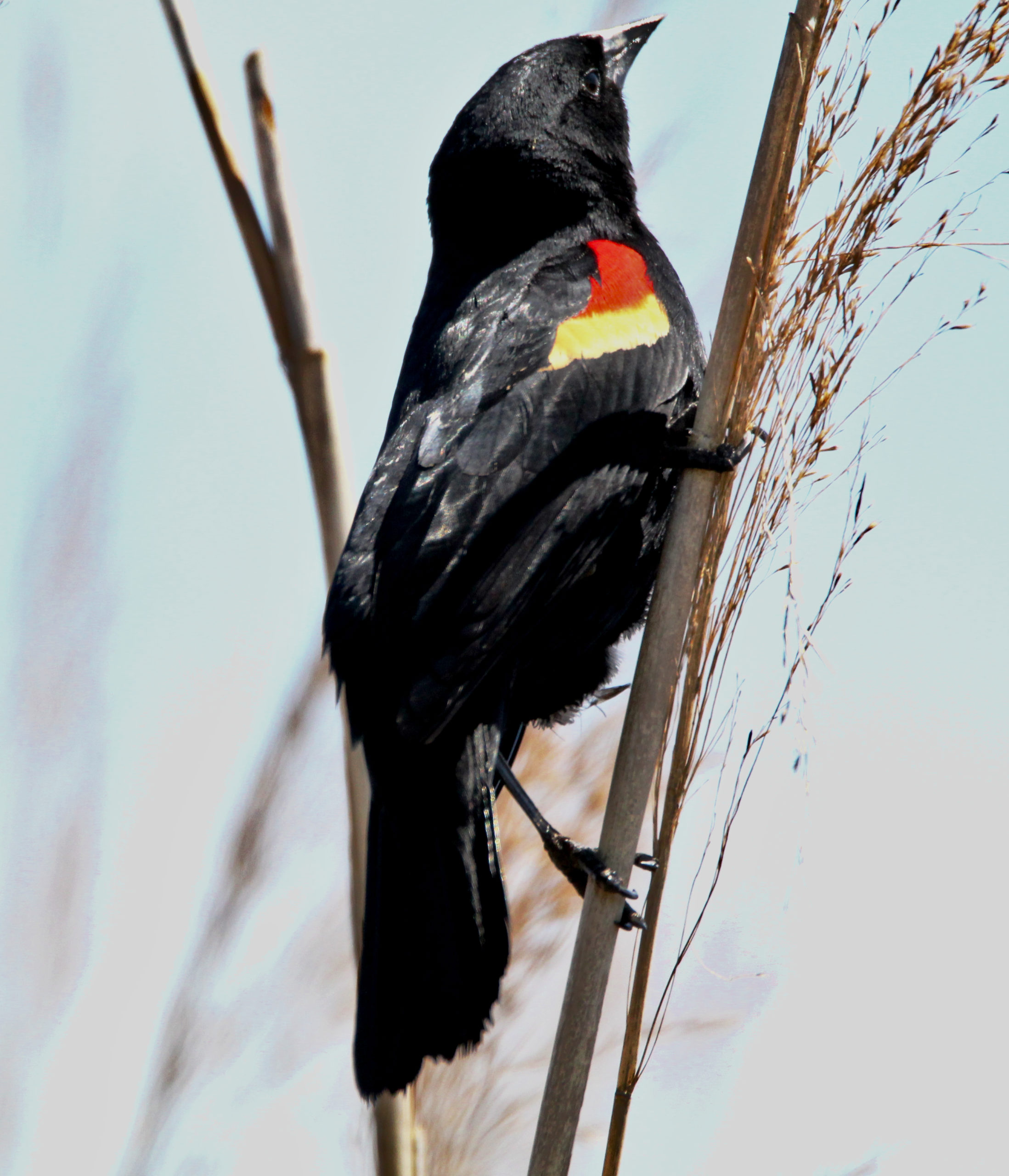 Featured Image