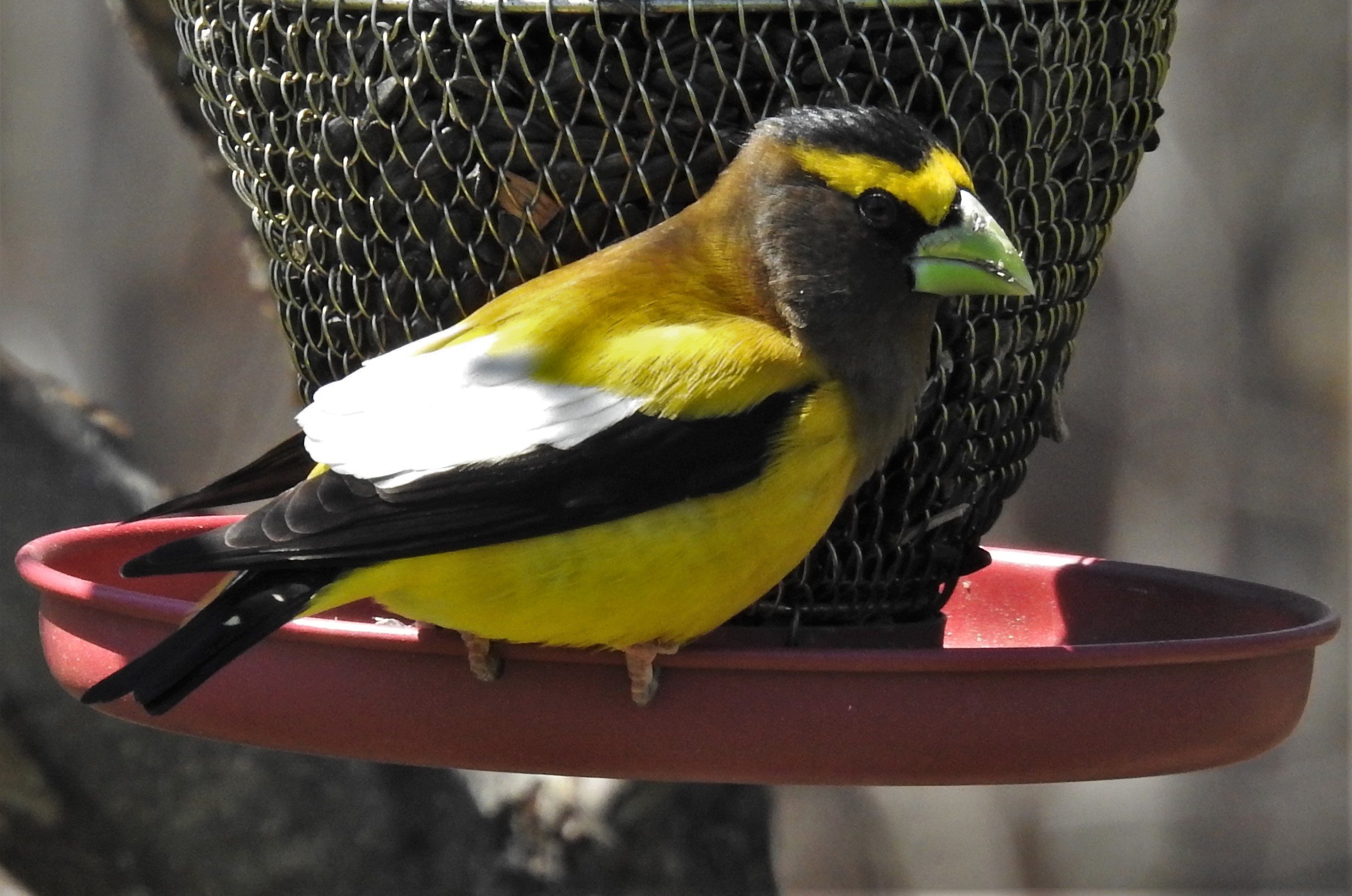 Featured Image