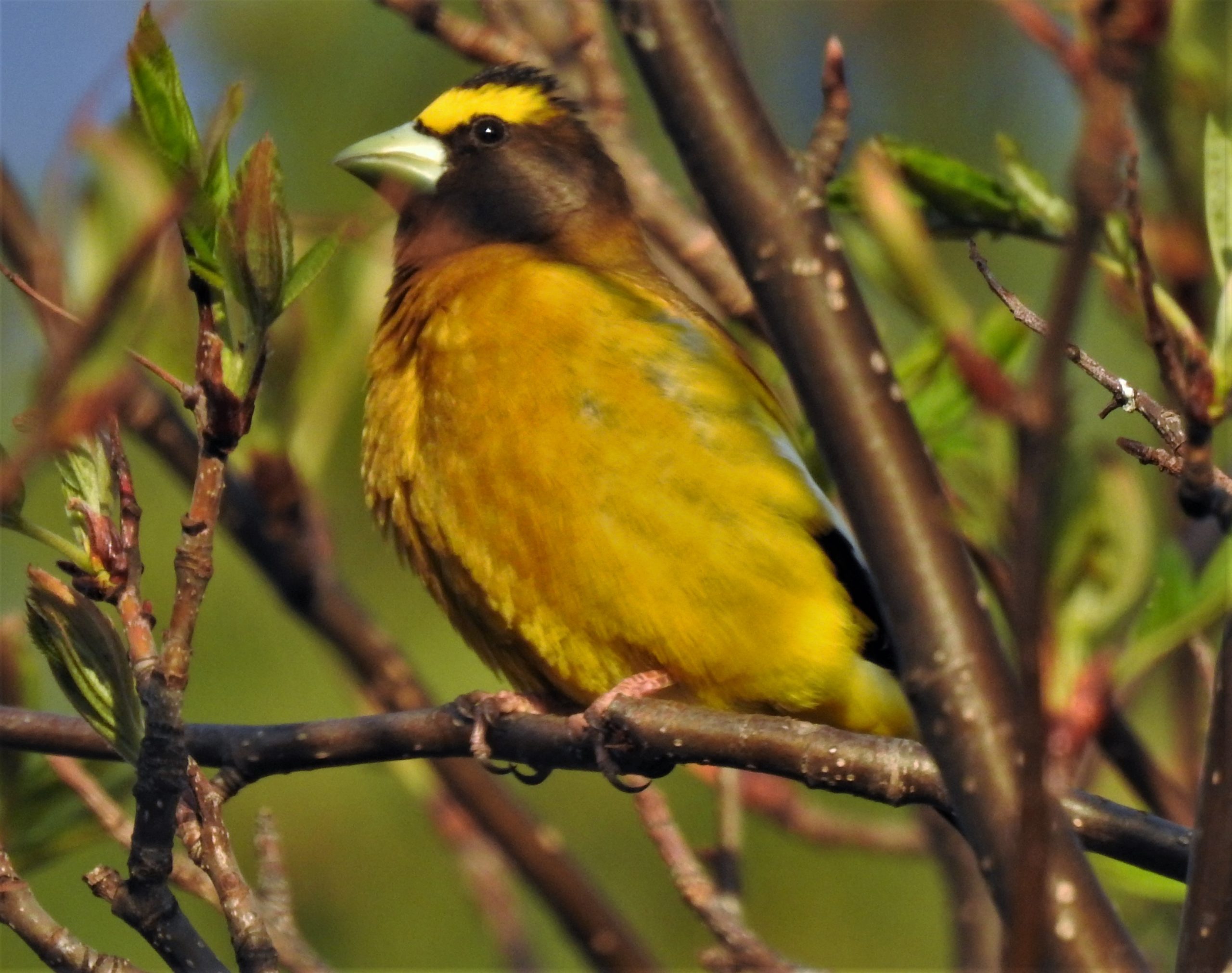 Featured Image