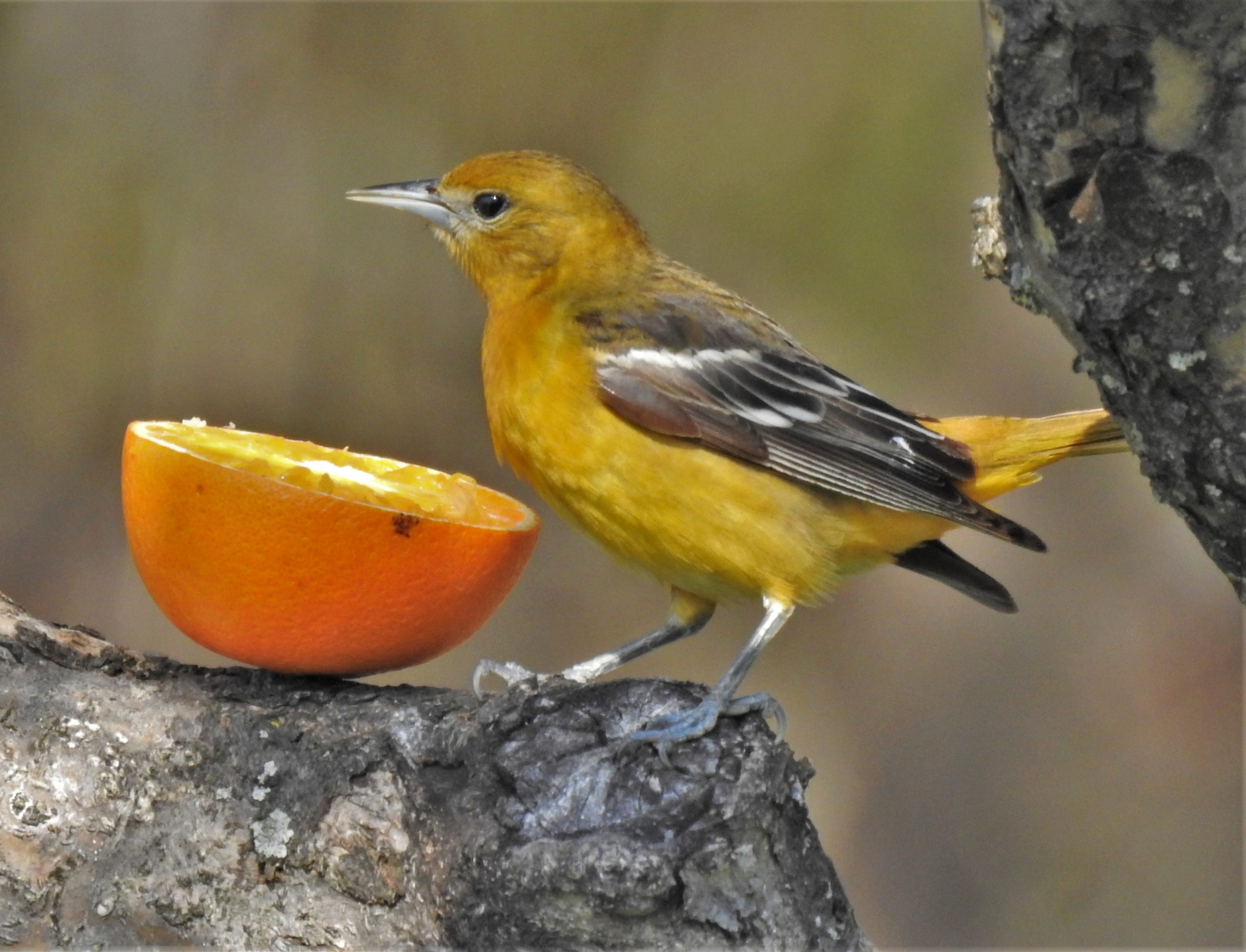 Featured Image
