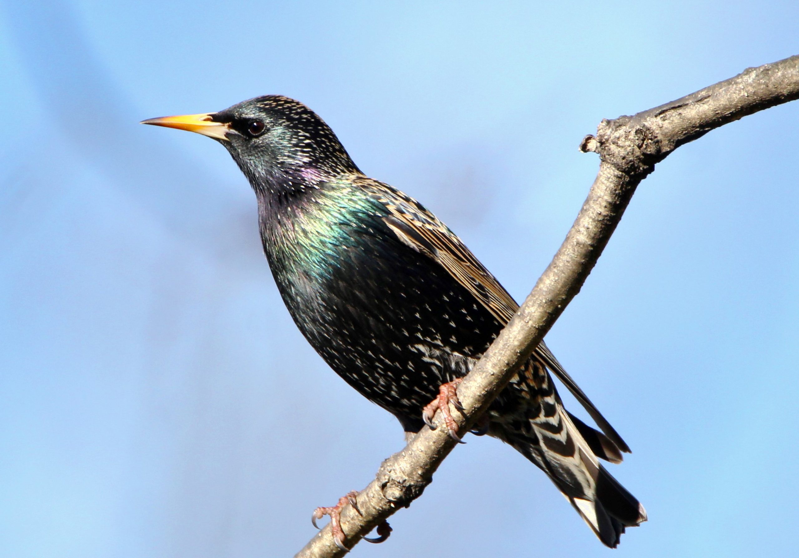 Featured Image