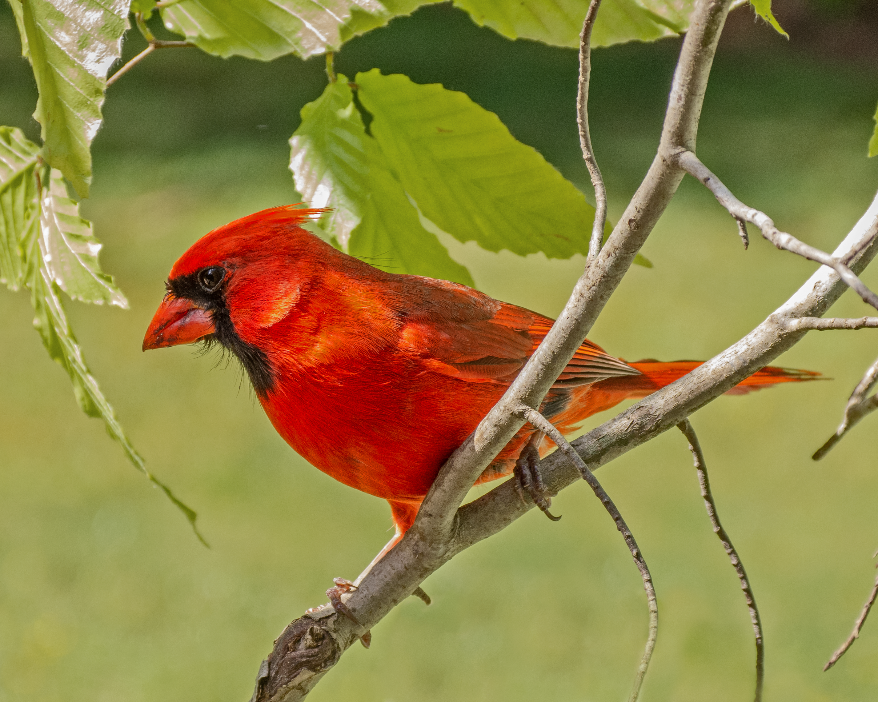 Featured Image