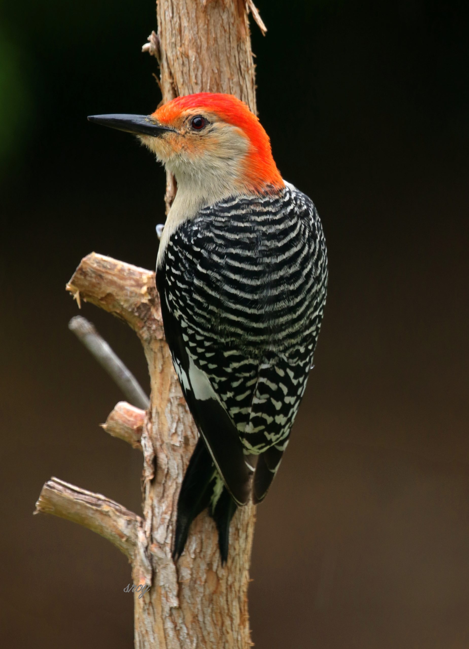 Featured Image