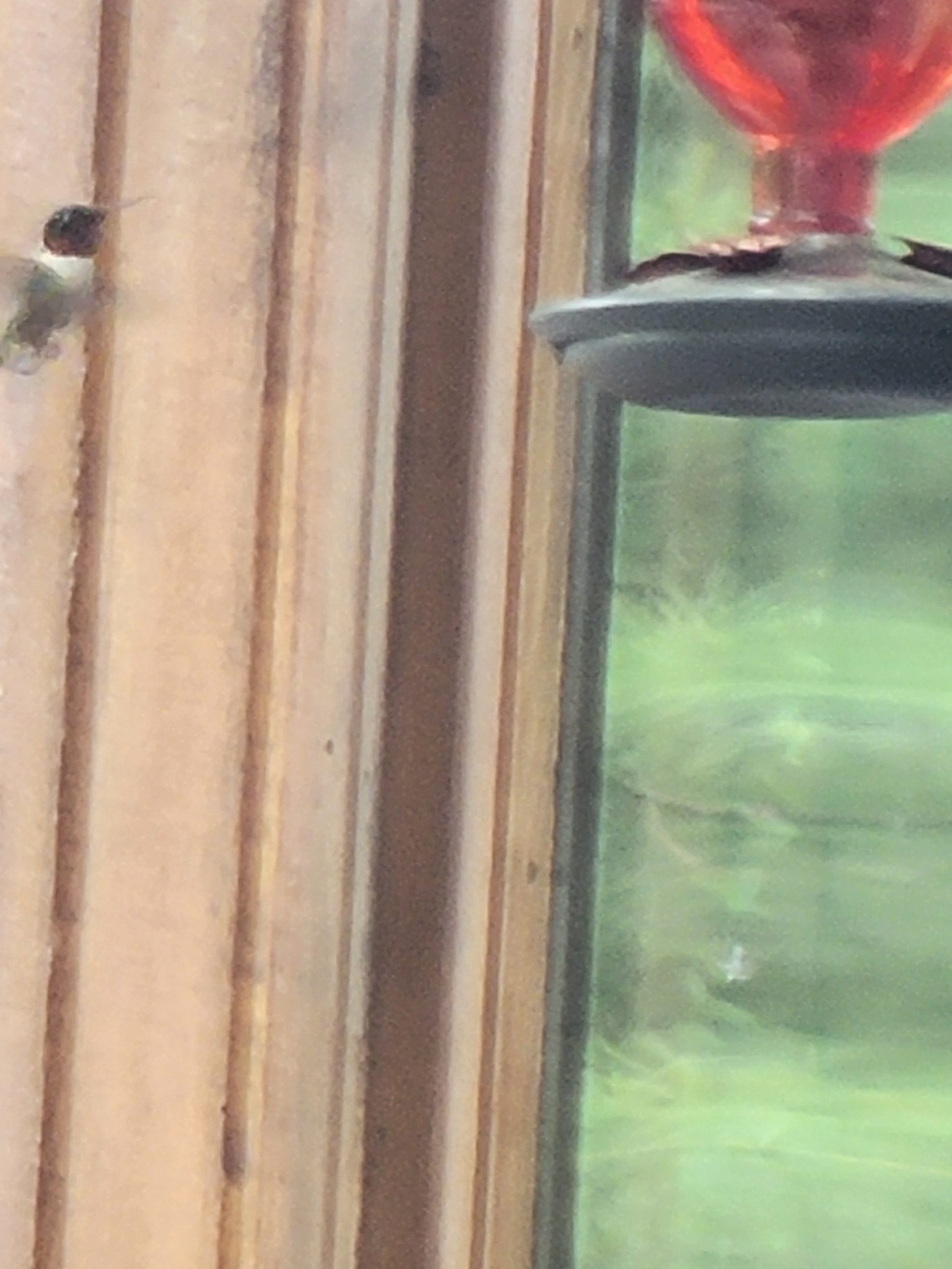 Additional Image 4