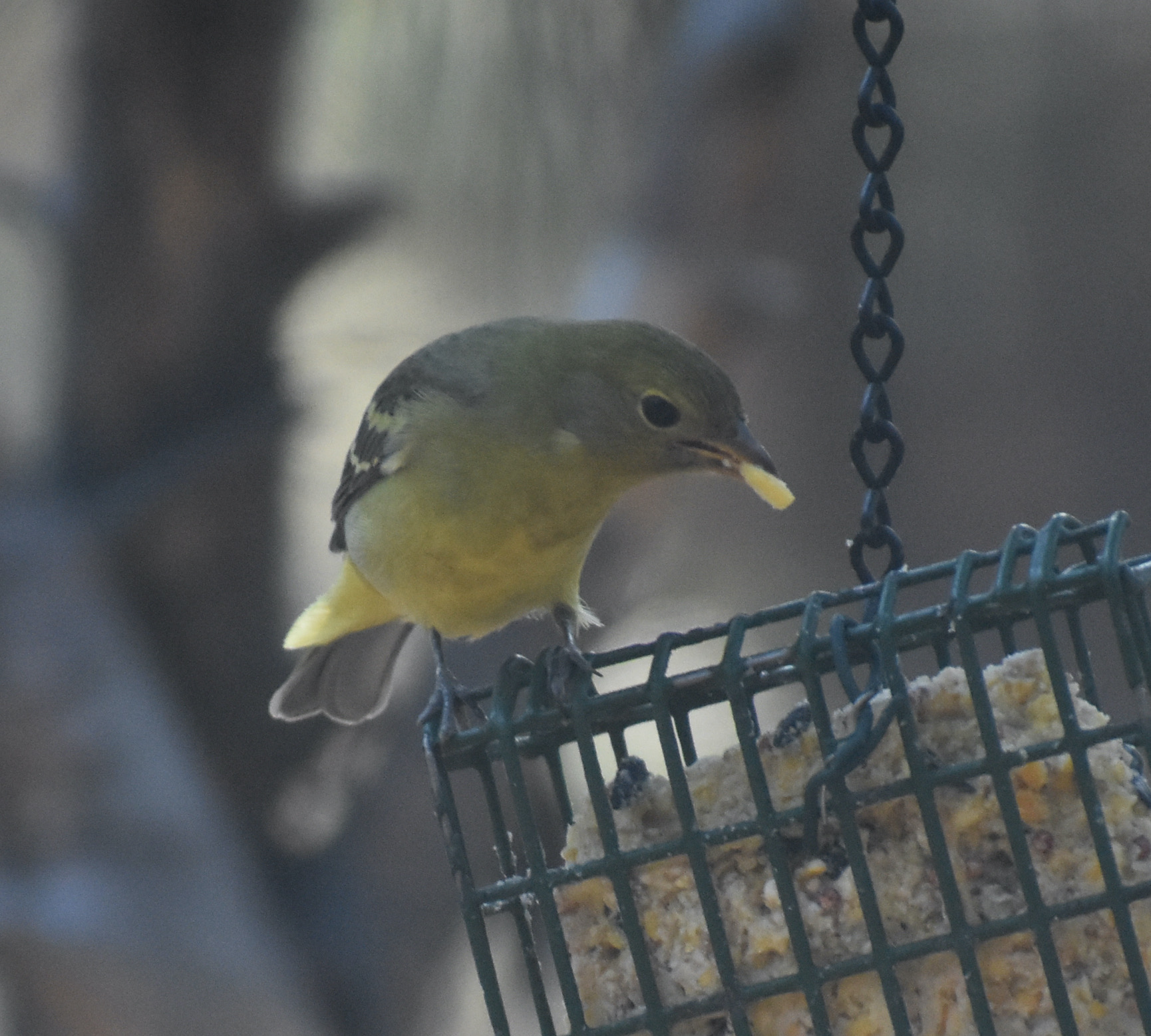Additional Image 2