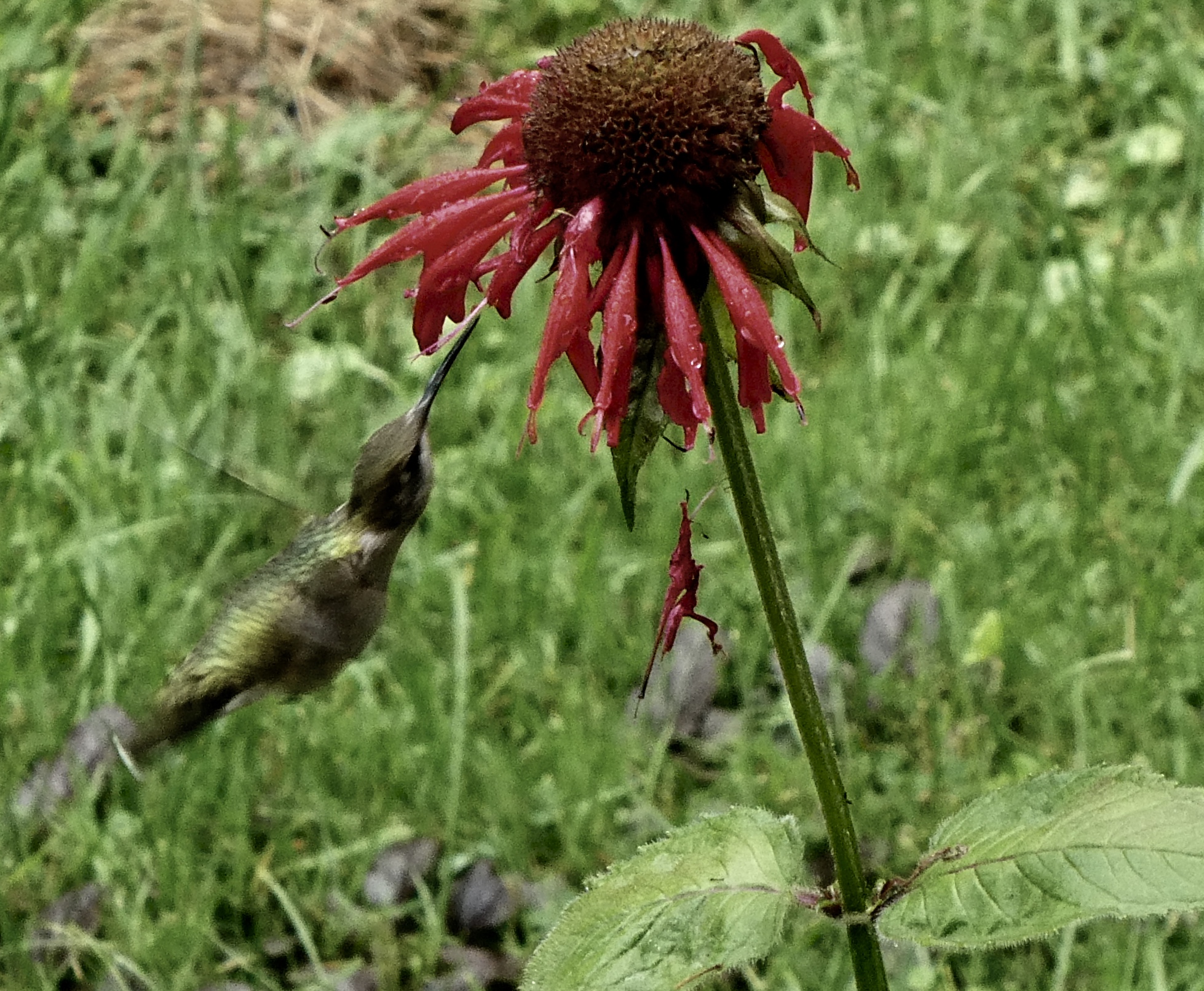 Featured Image