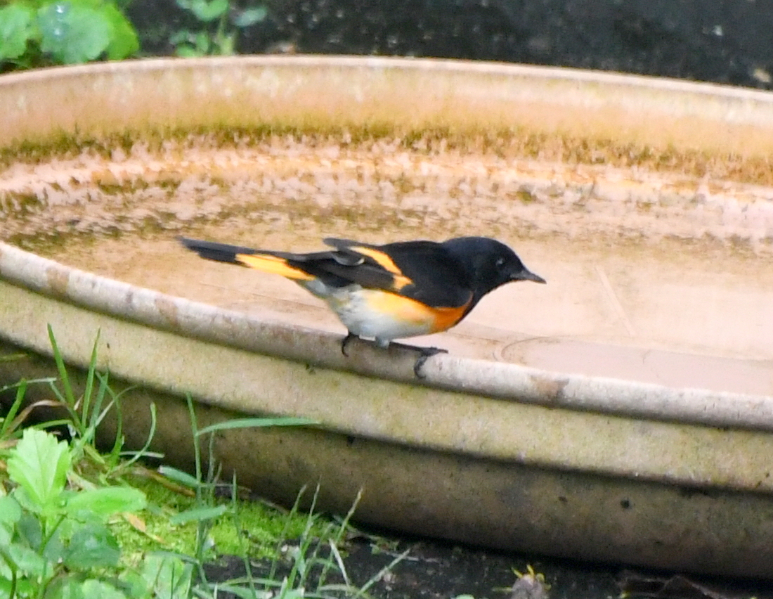 Additional Image 2