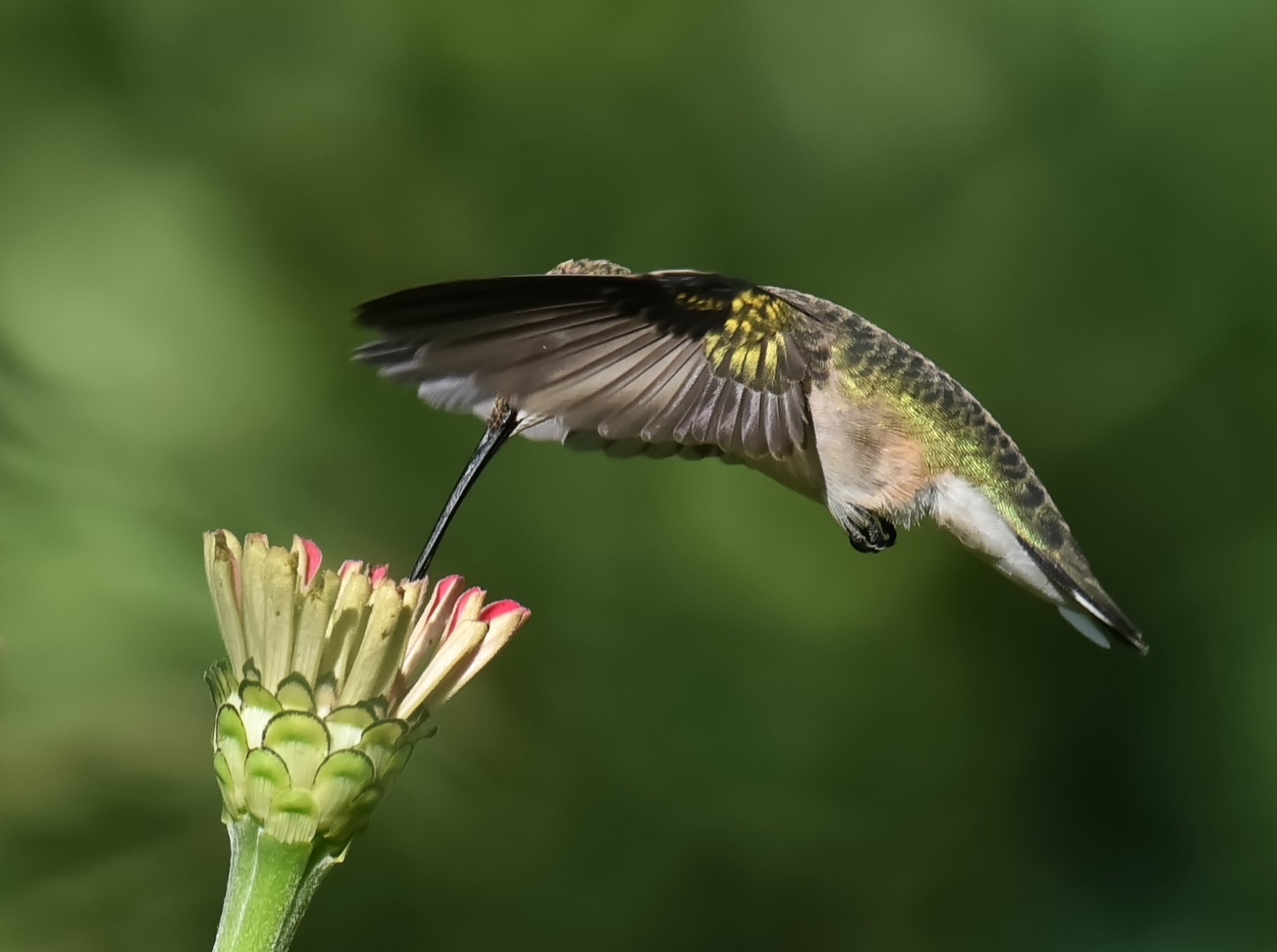 Featured Image