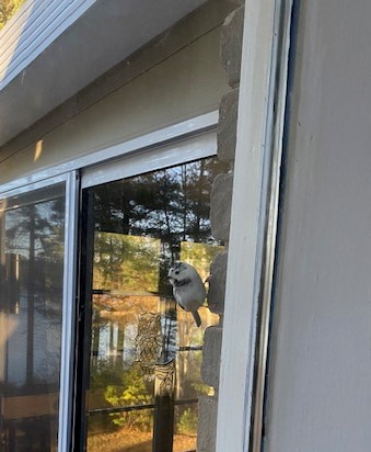 Additional Image 2