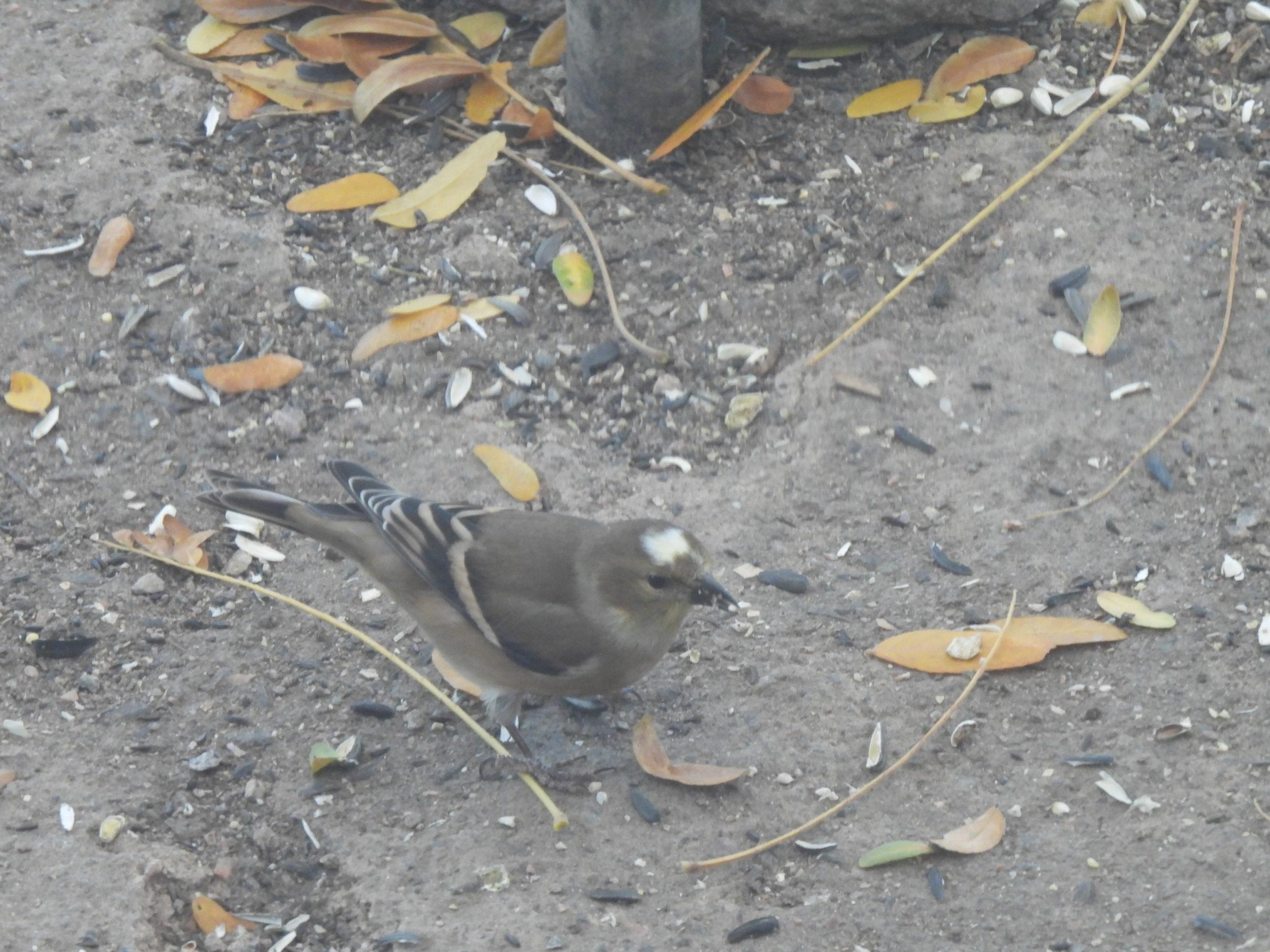 Additional Image 2