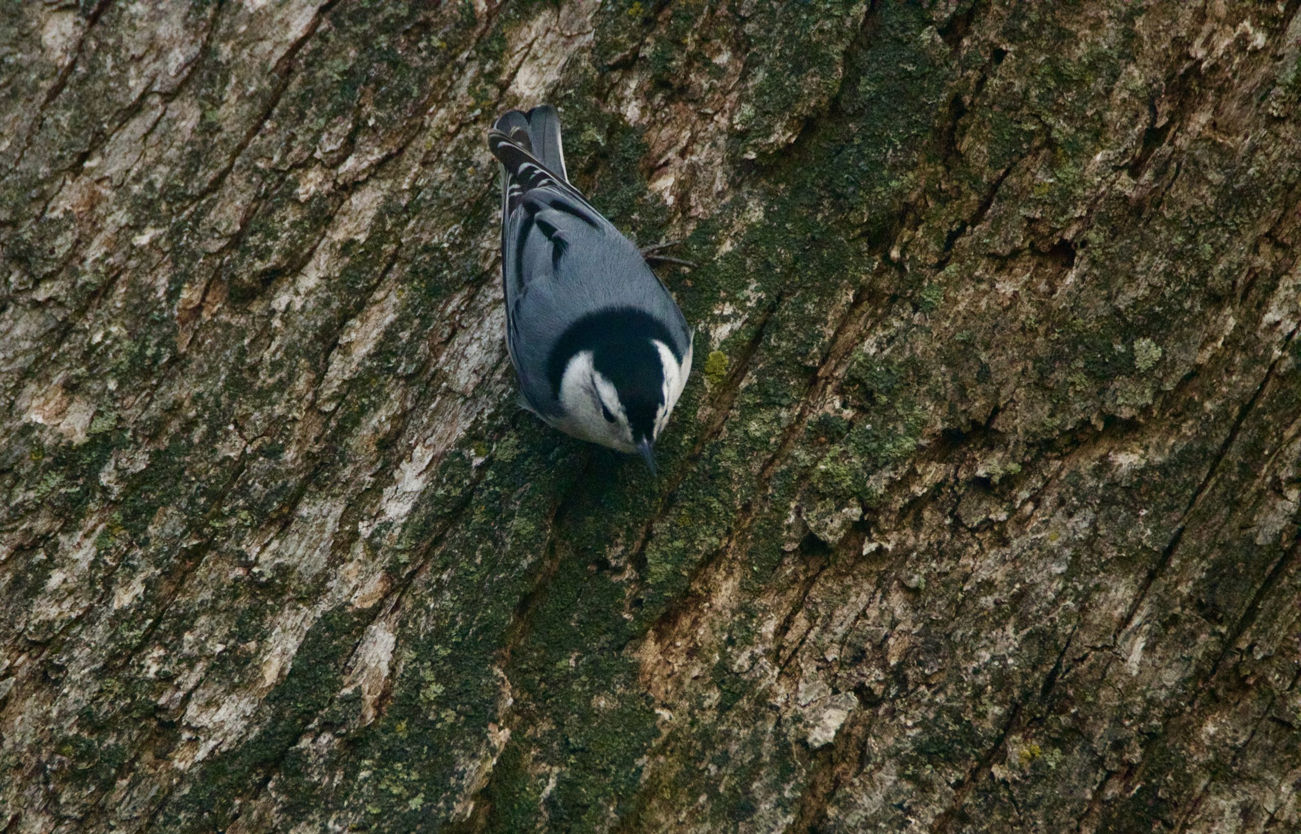Additional Image 3