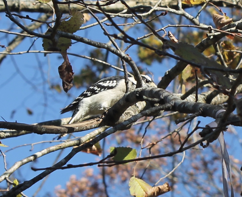 Additional Image 3