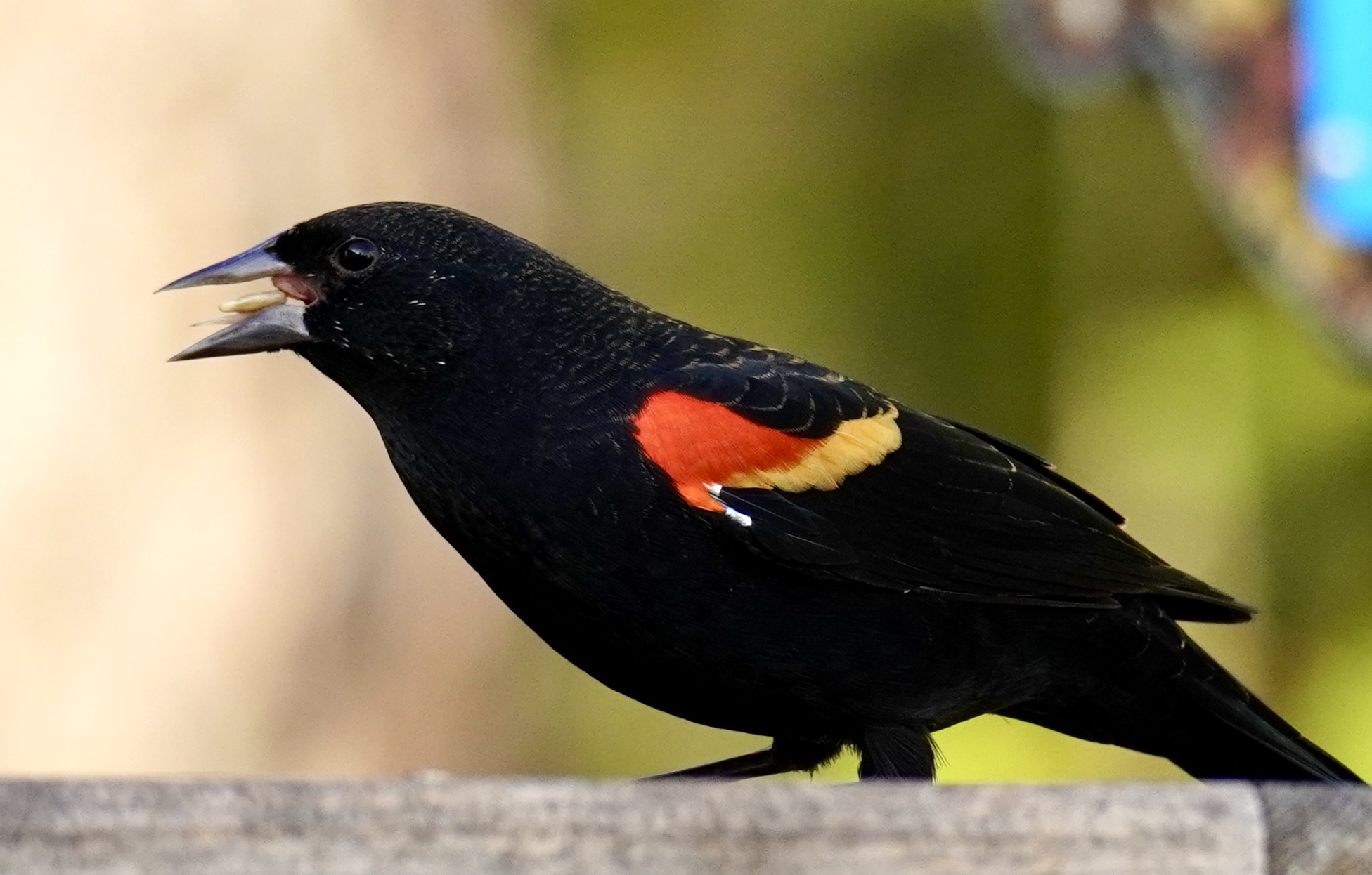 Featured Image